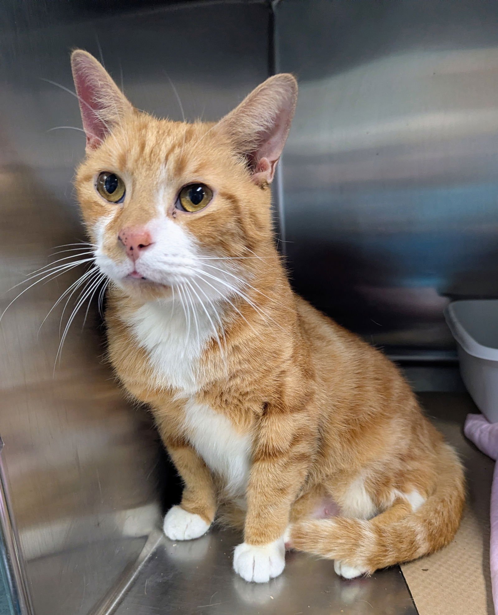 PEANUT PANTS - Domestic Short Hair available for adoption