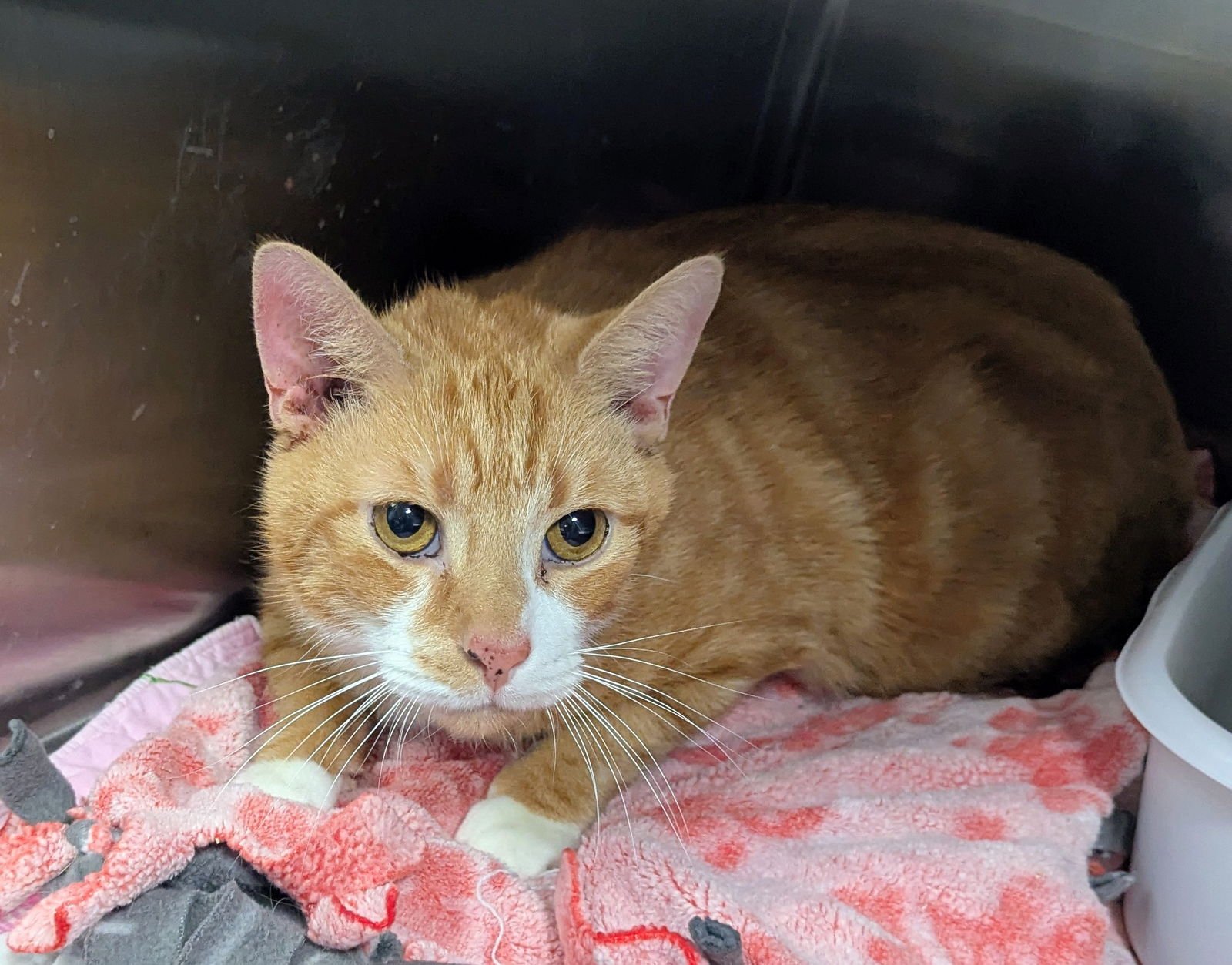 PEANUT PANTS - Domestic Short Hair available for adoption