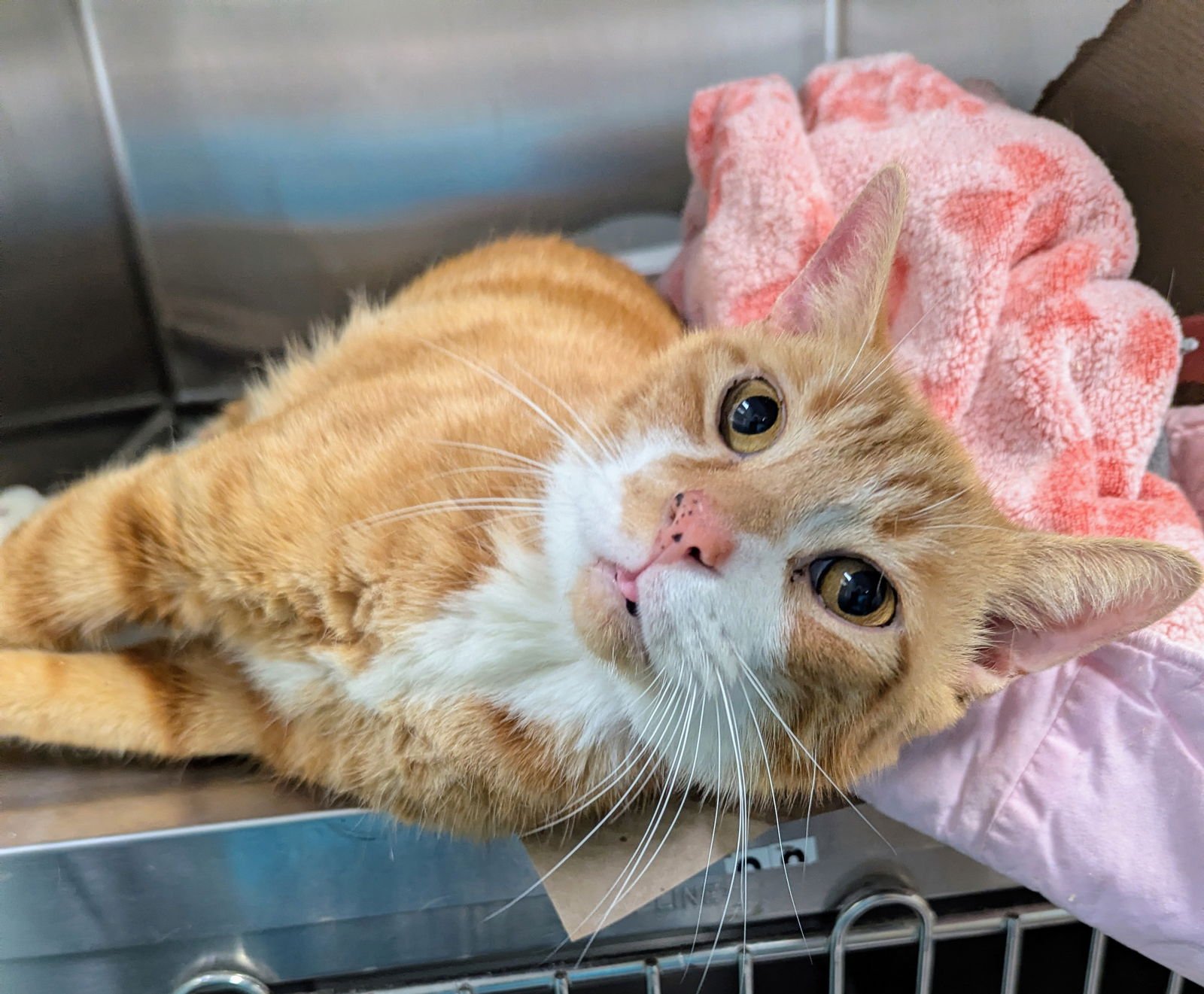 Peanut Pants - Photo 3