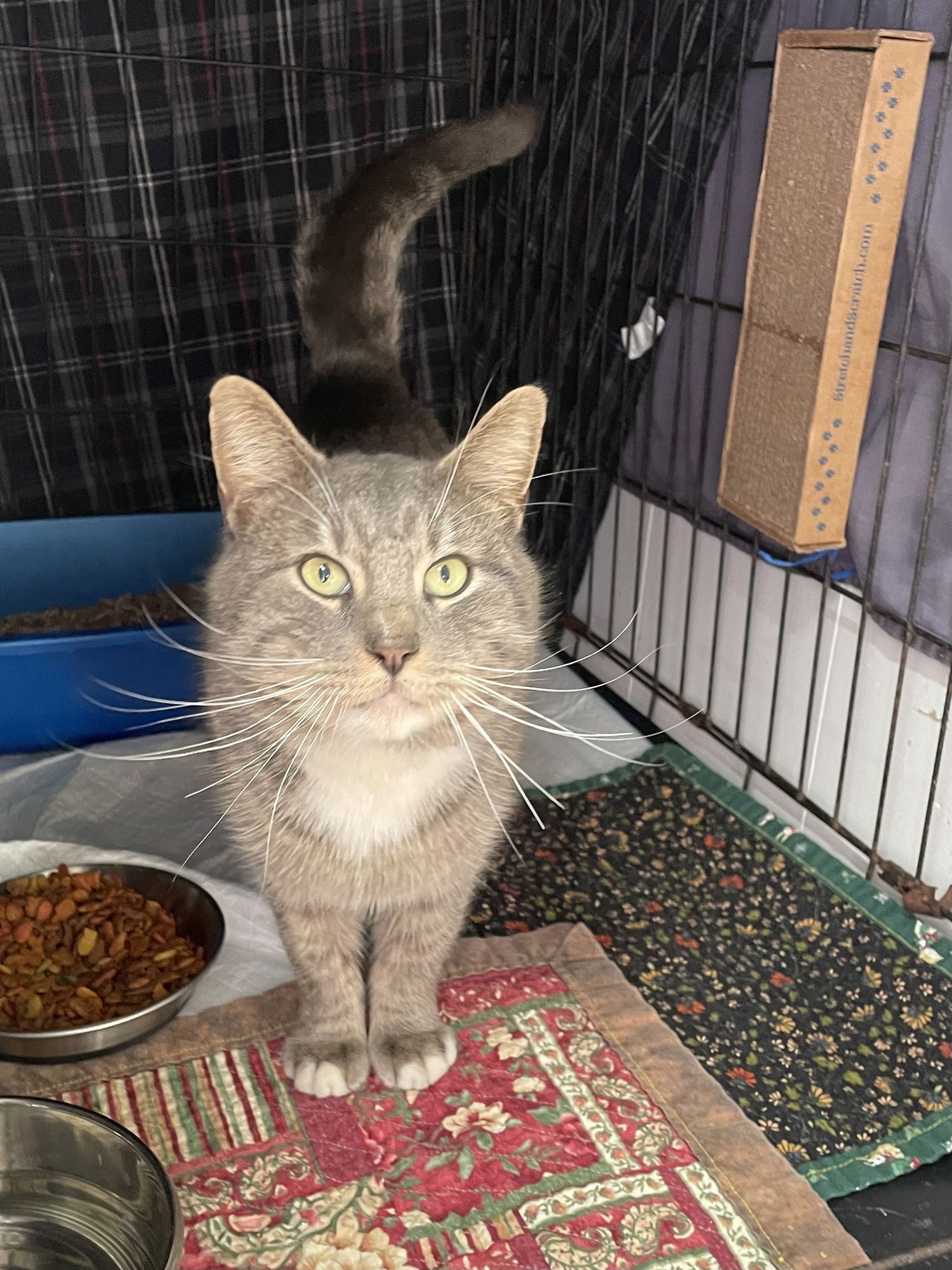 CORT - Domestic Short Hair available for adoption