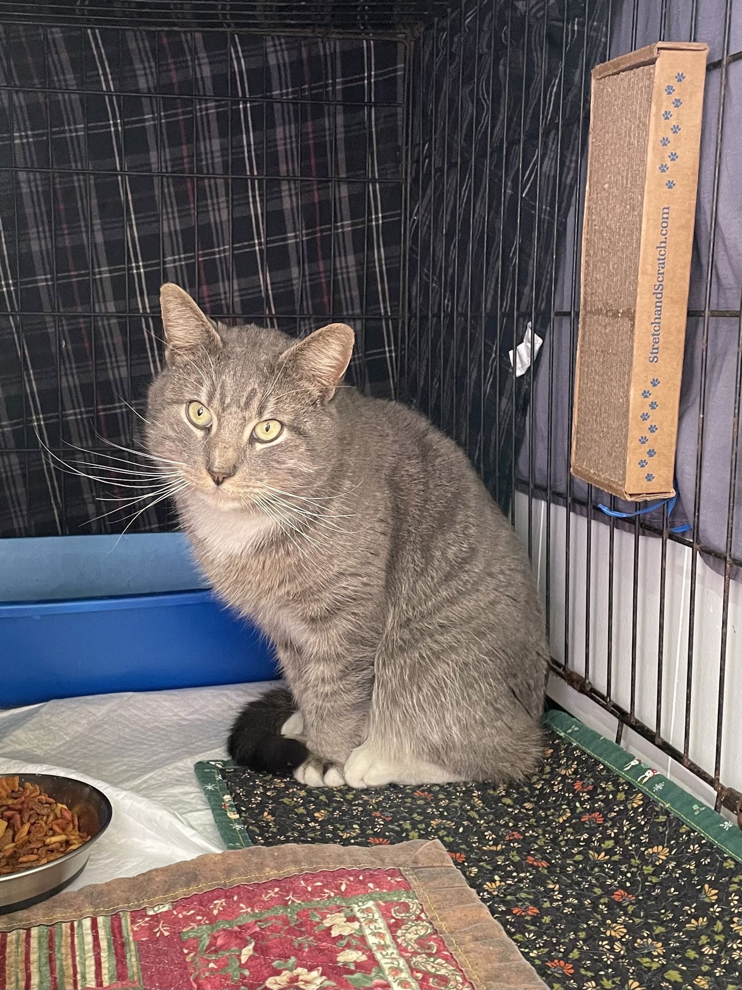 CORT - Domestic Short Hair available for adoption