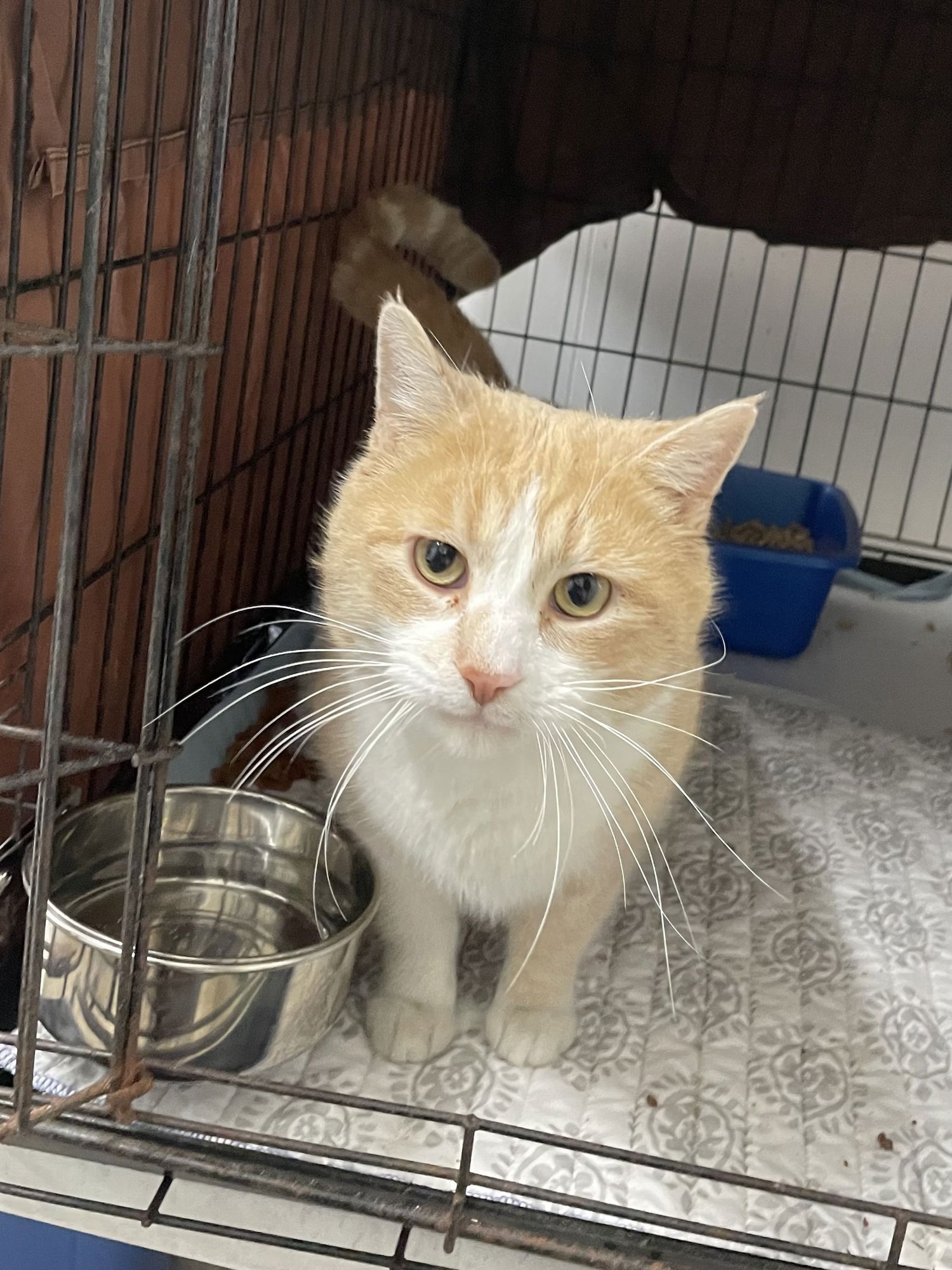 SMILEY - Domestic Short Hair available for adoption