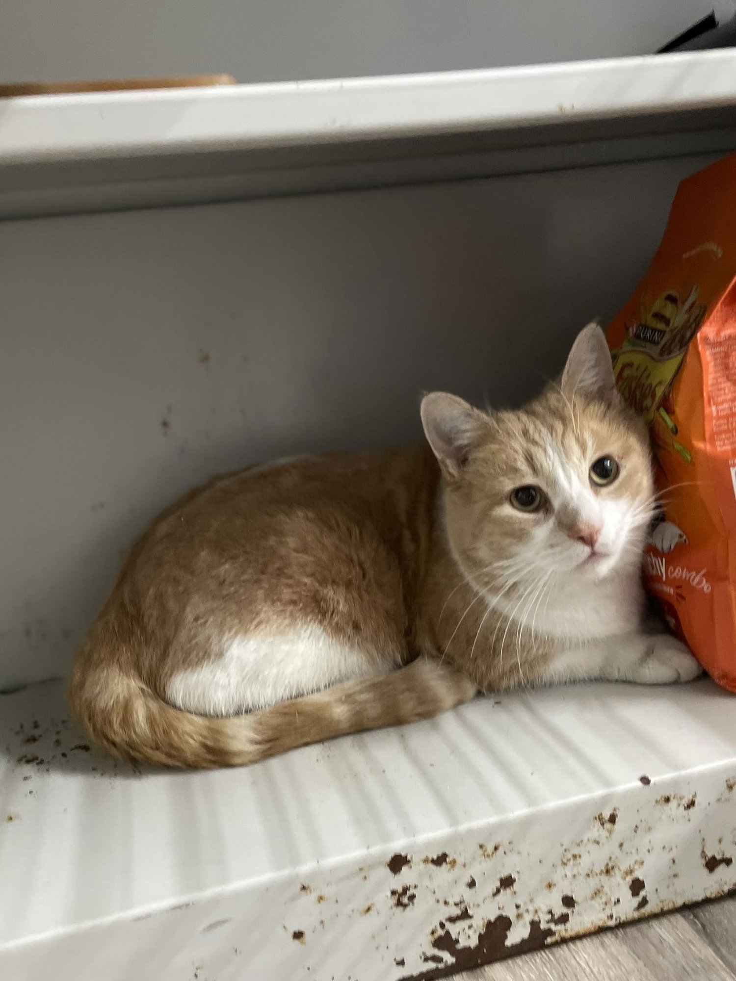 SMILEY - Domestic Short Hair available for adoption