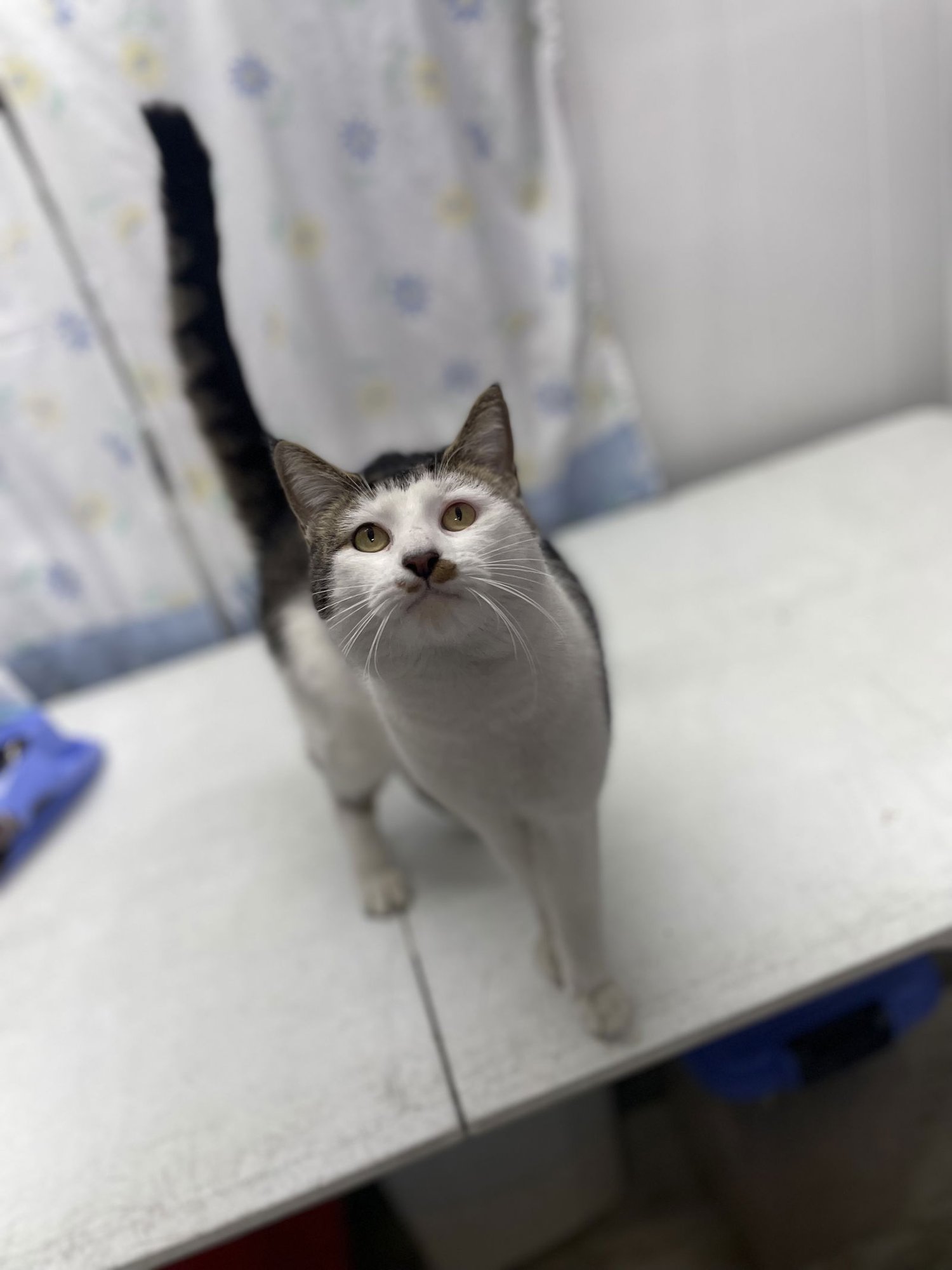 PTOLEMY - Domestic Short Hair available for adoption