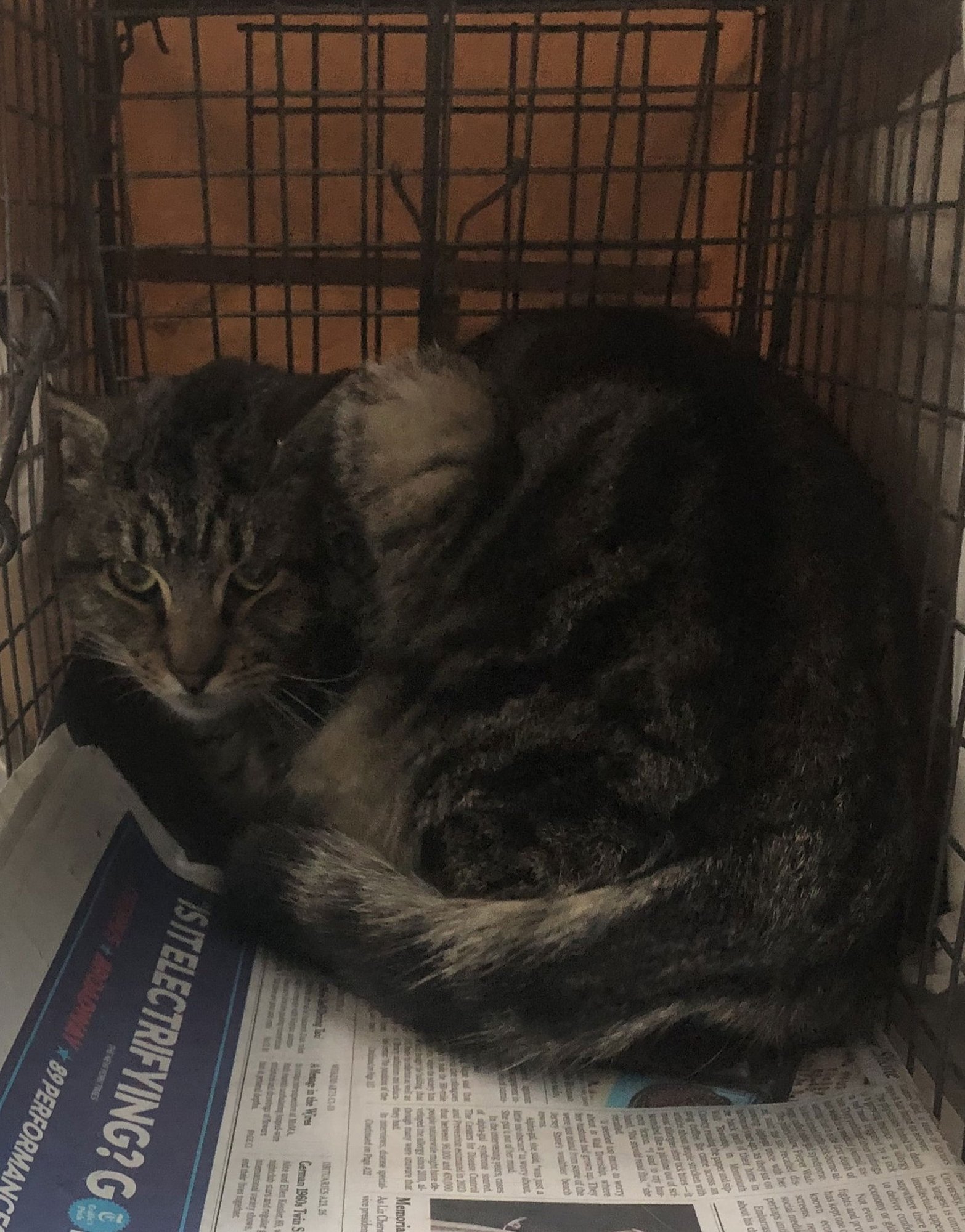 MR. MARS - Domestic Short Hair available for adoption