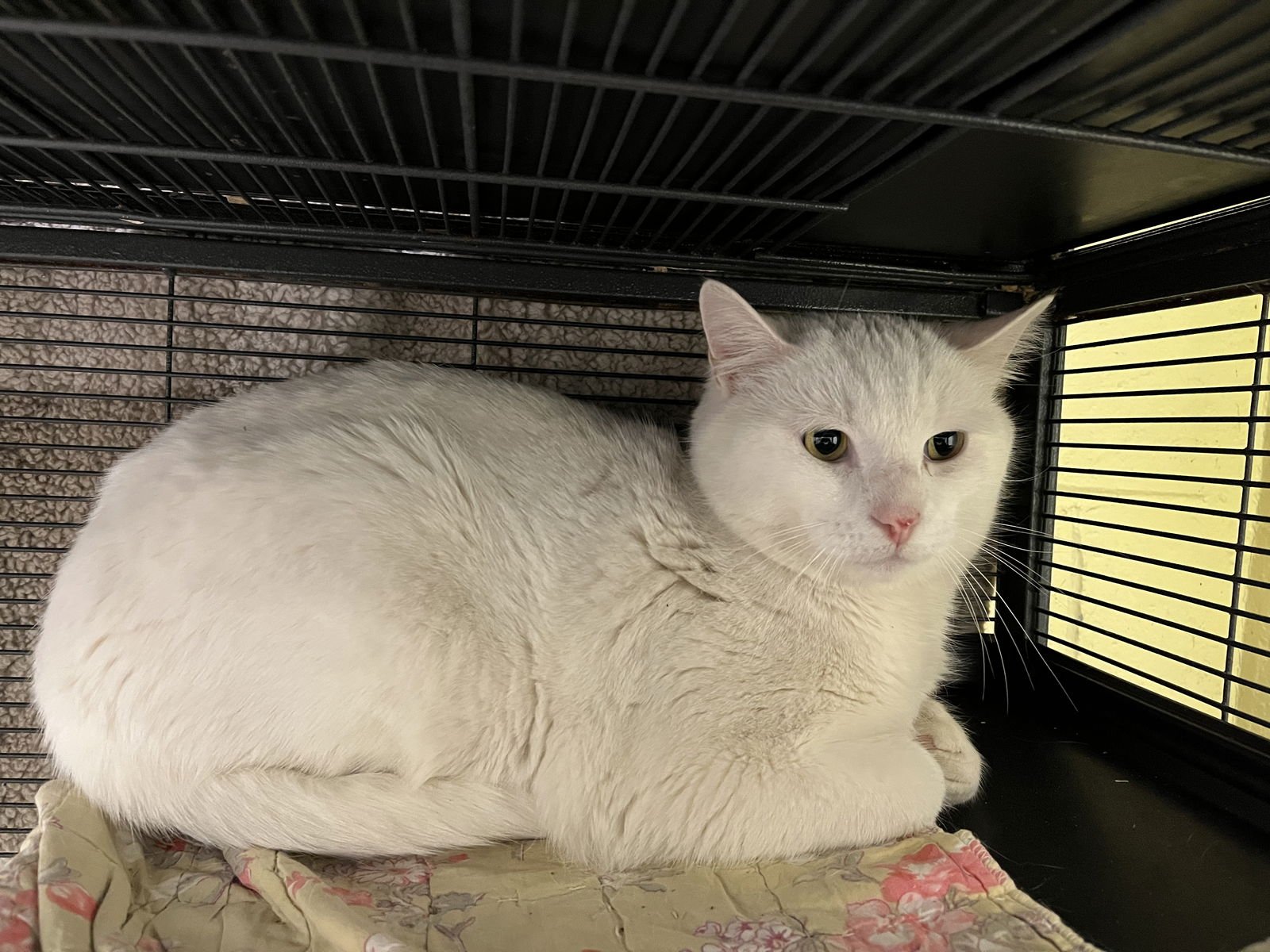 LIMA (TAS #13) - Domestic Short Hair available for adoption