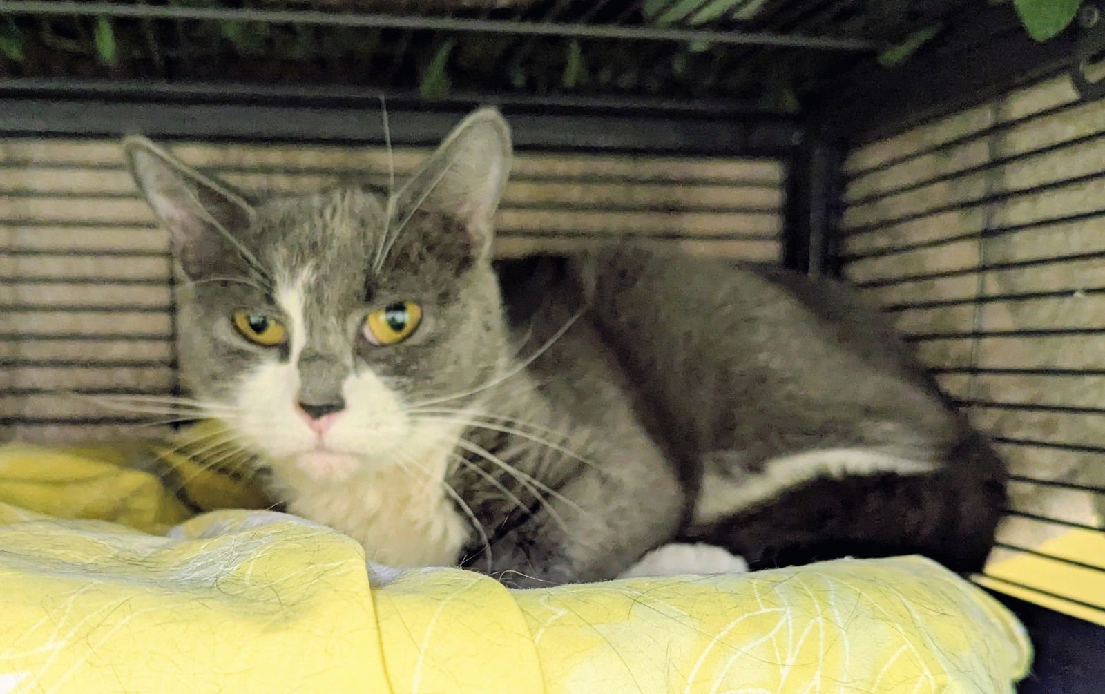 BABY BOO - Domestic Short Hair available for adoption