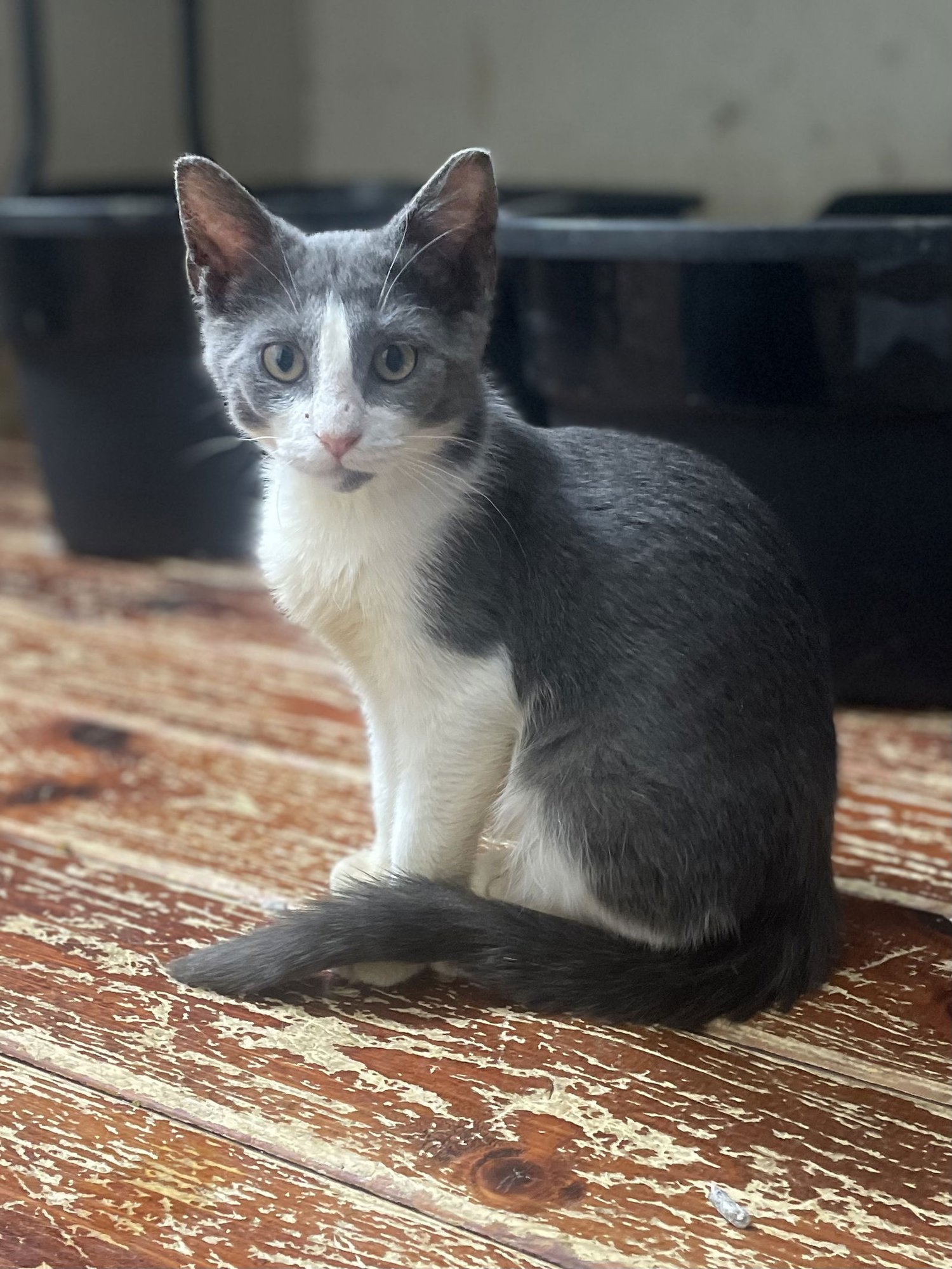 LATERAL - Domestic Short Hair available for adoption