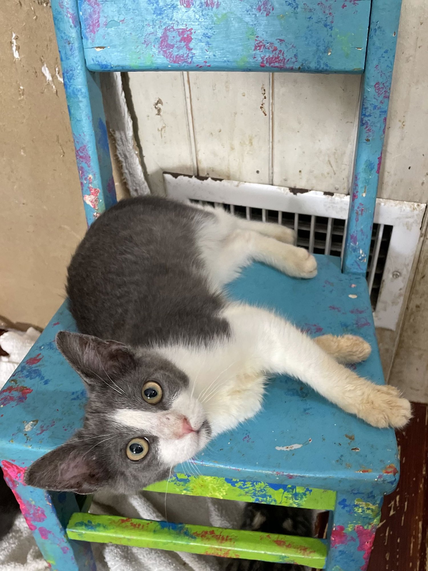 LATERAL - Domestic Short Hair available for adoption