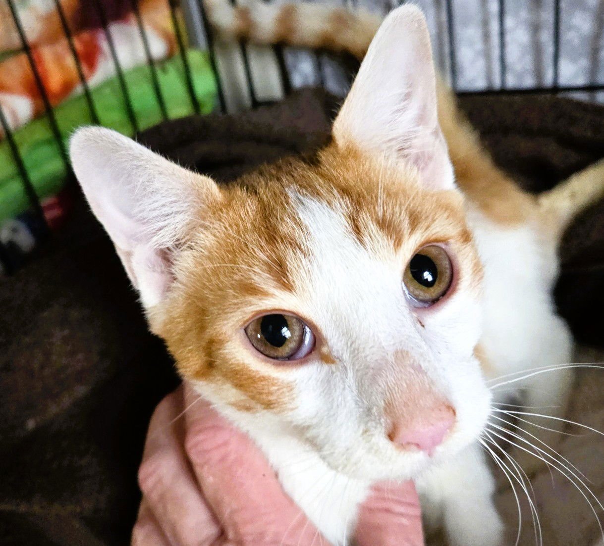 FUNNYBONE - Domestic Short Hair available for adoption