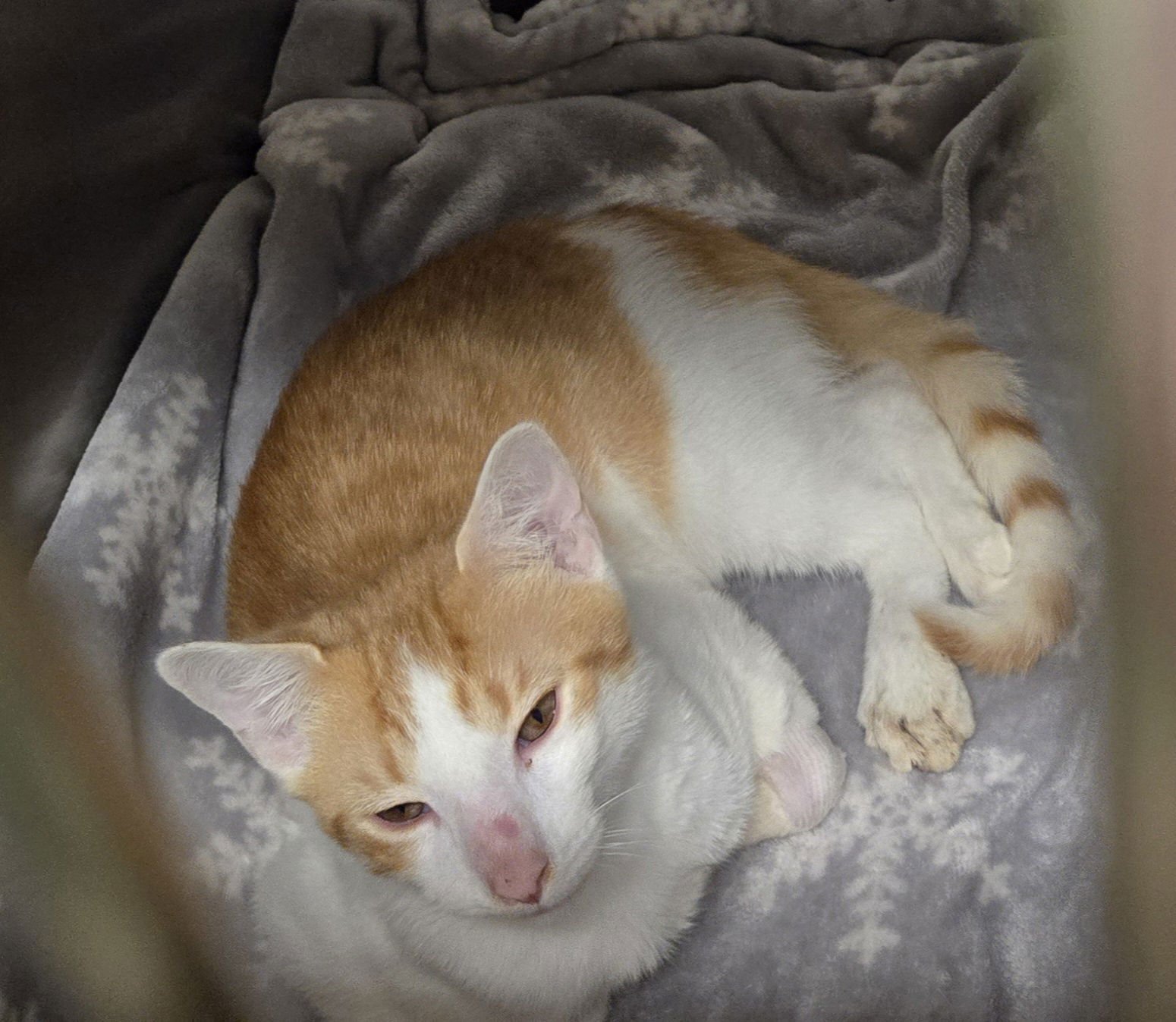 FUNNYBONE - Domestic Short Hair available for adoption