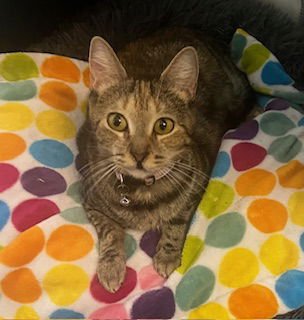 BRIE T - Domestic Short Hair available for adoption