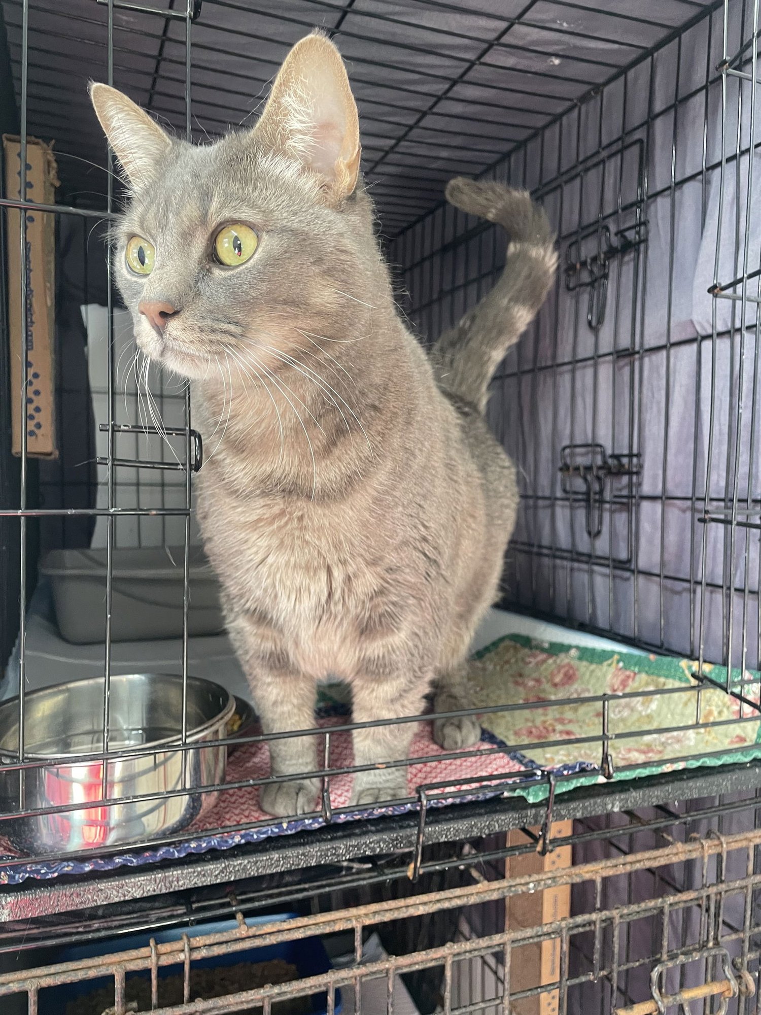 BAYARD - Domestic Short Hair available for adoption