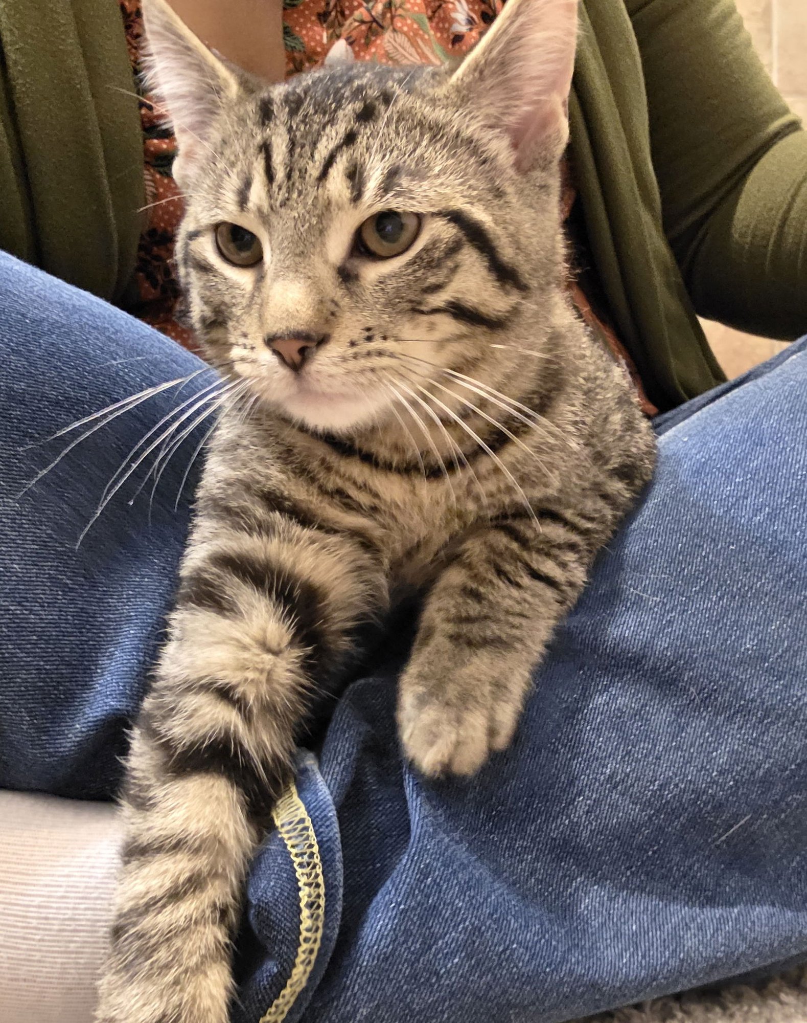 WIDGET - Domestic Short Hair / Tabby available for adoption