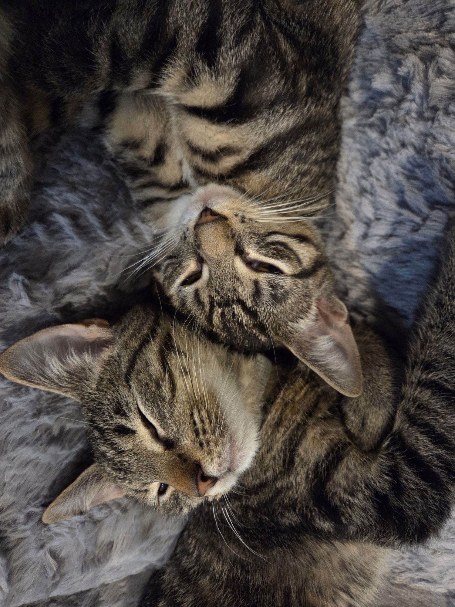 WIDGET - Domestic Short Hair / Tabby available for adoption