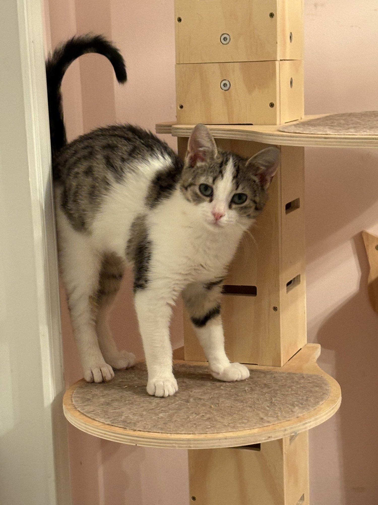 SMITTY ZEE - Domestic Short Hair available for adoption