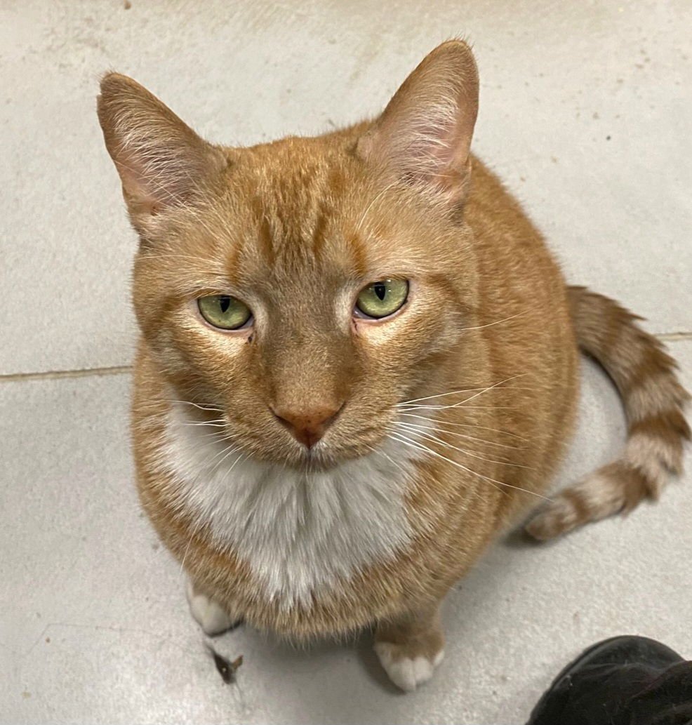 TIGER T - Domestic Short Hair available for adoption