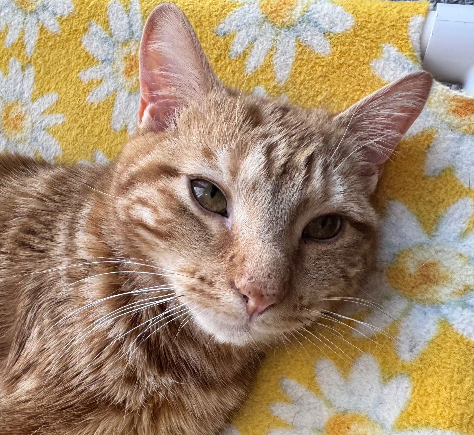 LIL NIBBZ - Domestic Short Hair available for adoption