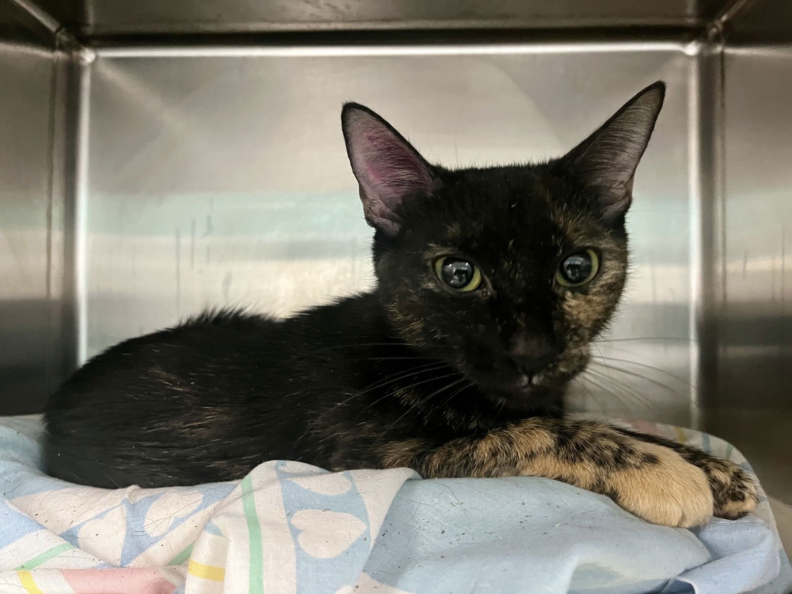 MARMALADE (TAS #20) - Domestic Short Hair available for adoption