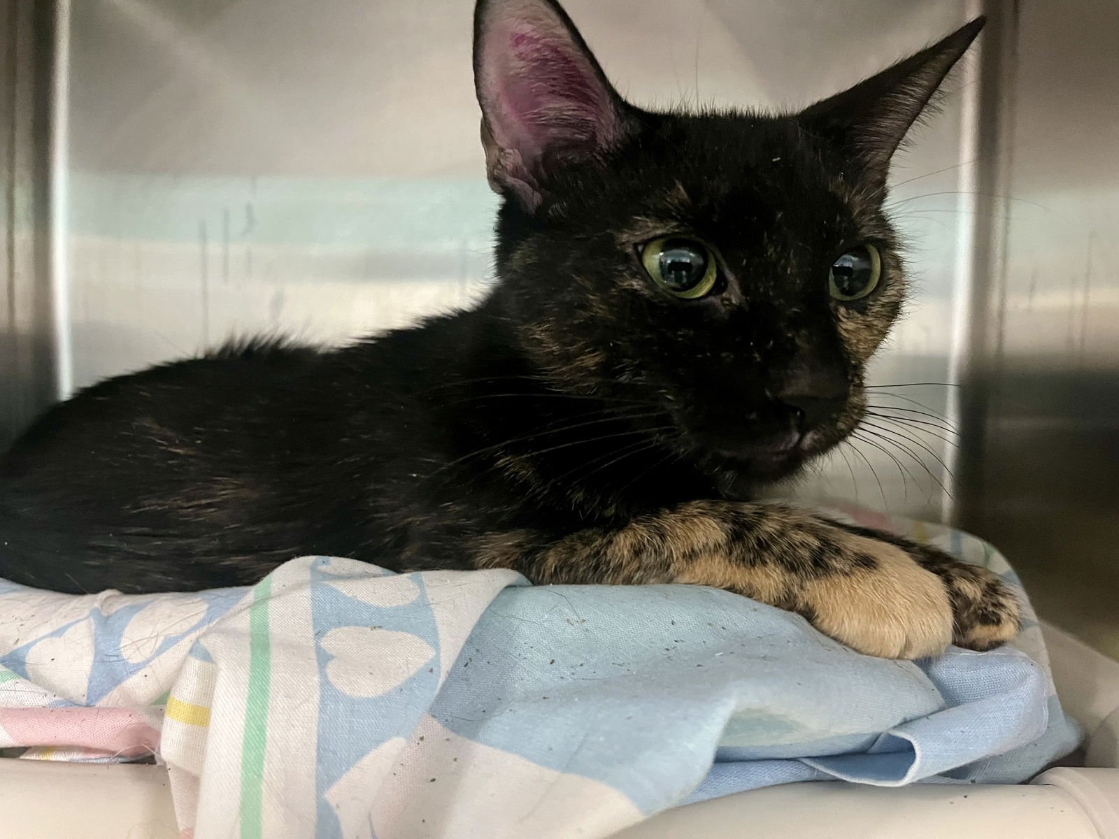 MARMALADE (TAS #20) - Domestic Short Hair available for adoption