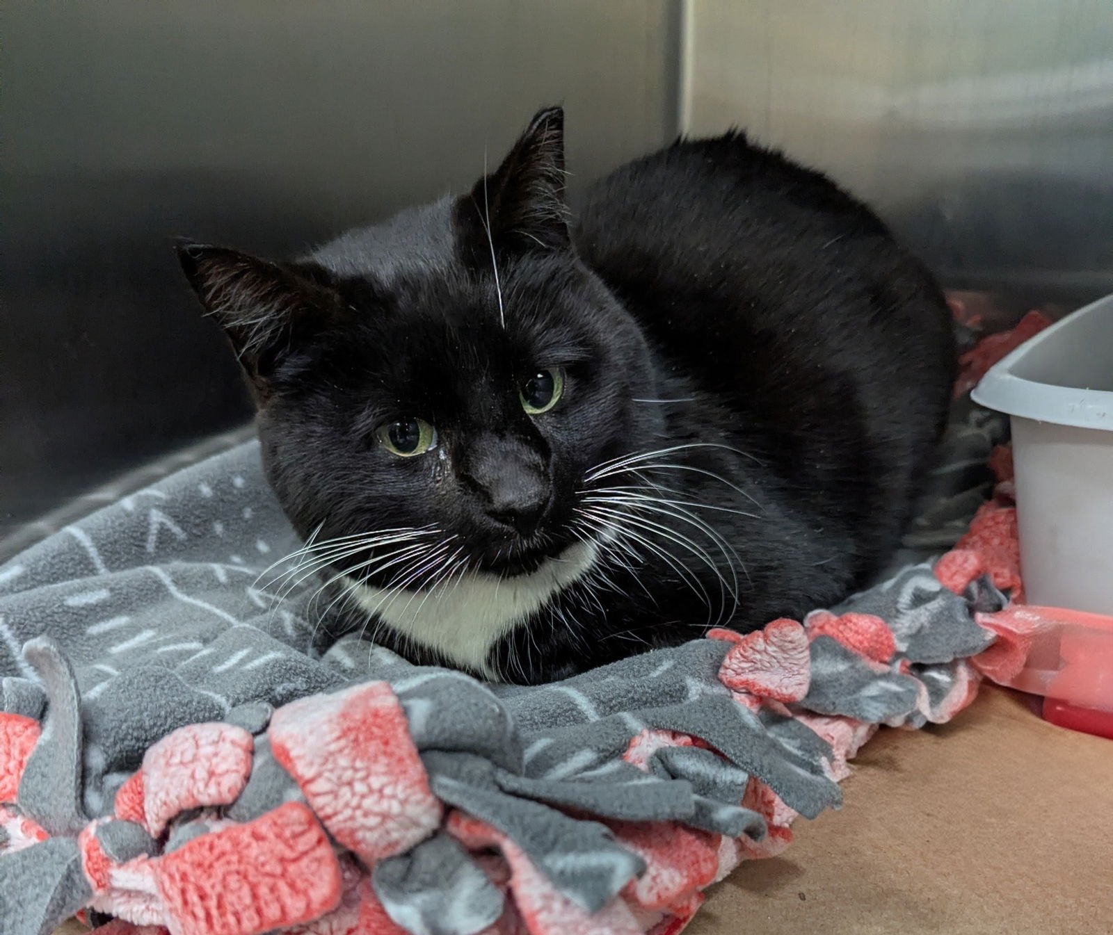 CARLEEN (TAS #2) - Domestic Short Hair available for adoption