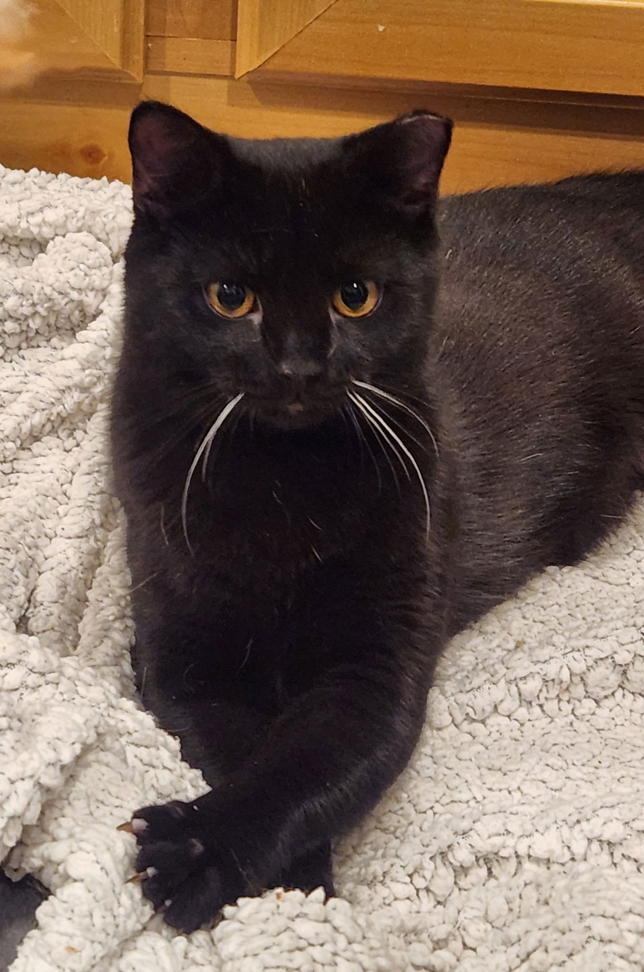 SHILO C - Domestic Short Hair available for adoption