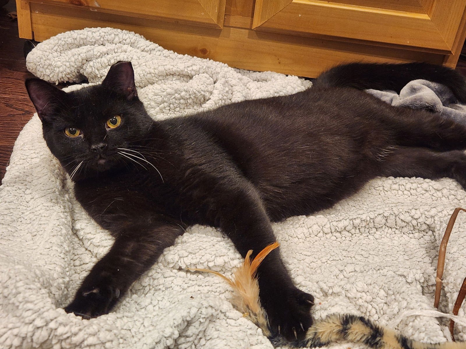 SHILO C - Domestic Short Hair available for adoption