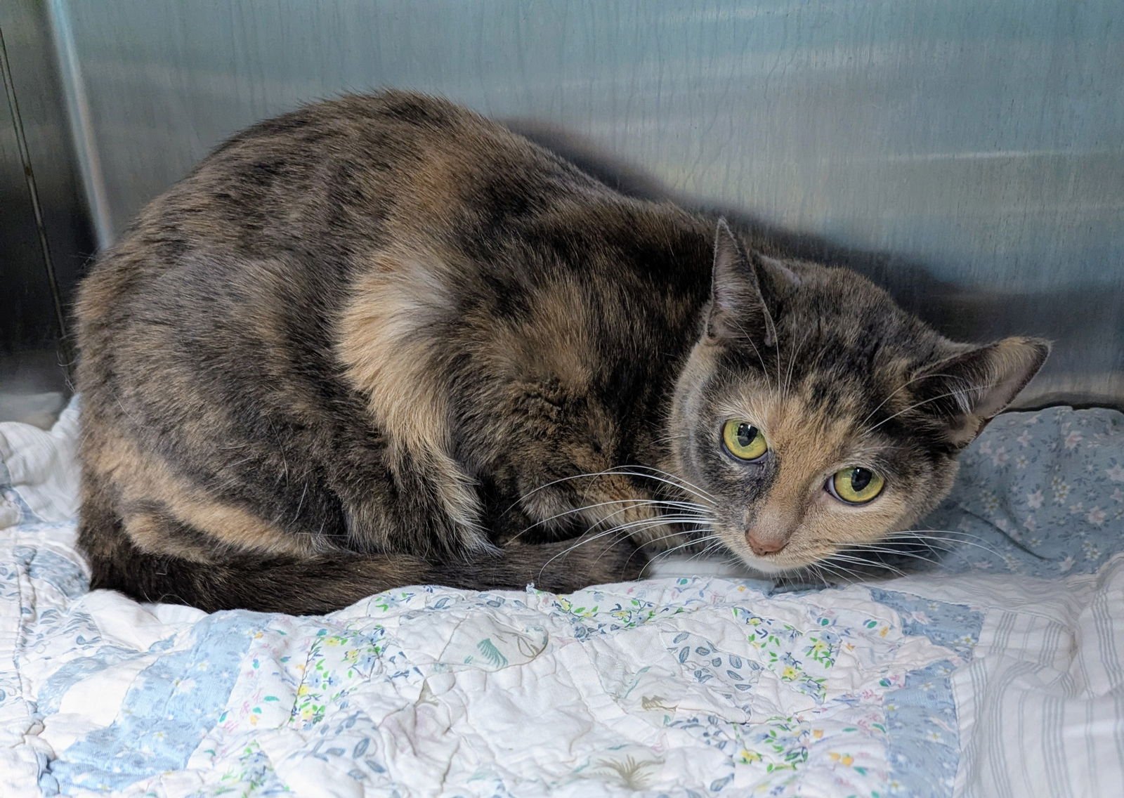 NINA - Domestic Short Hair available for adoption