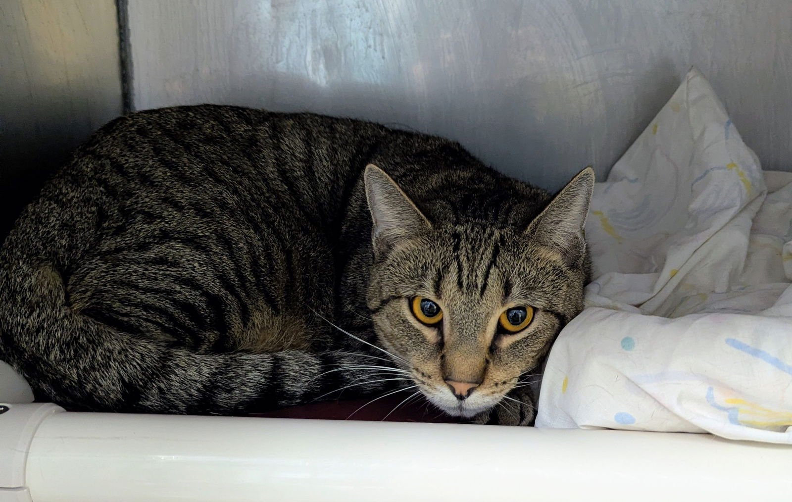 TIGRE (TAS #9) - Domestic Short Hair available for adoption