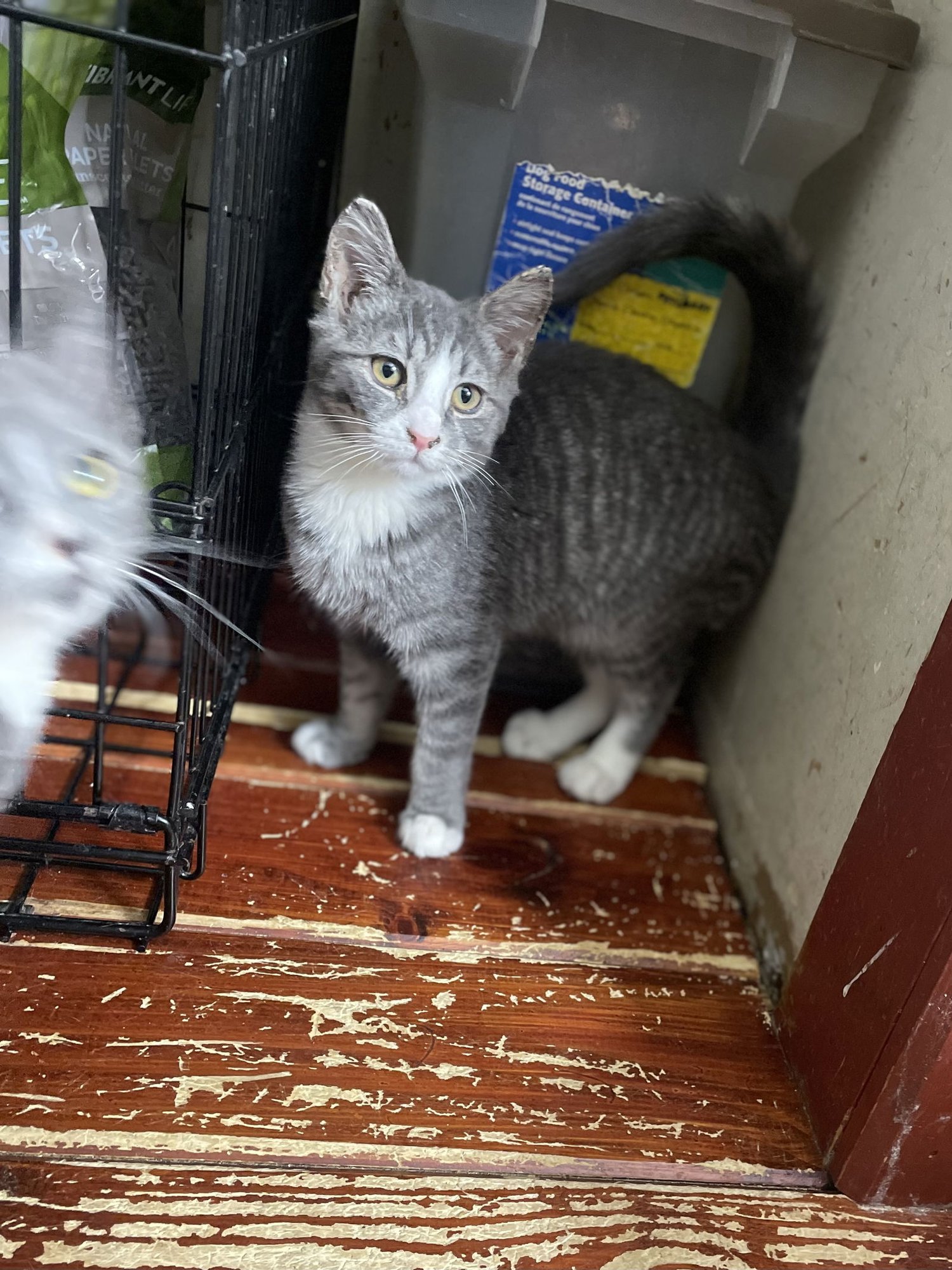 HUMERUS - Domestic Short Hair available for adoption