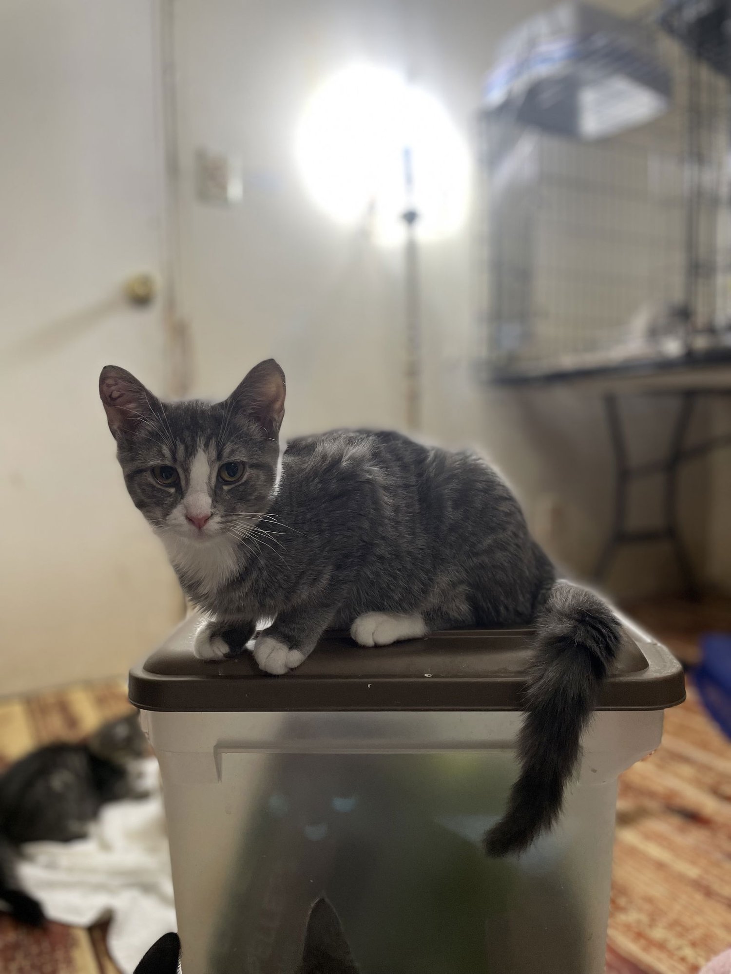 HUMERUS - Domestic Short Hair available for adoption