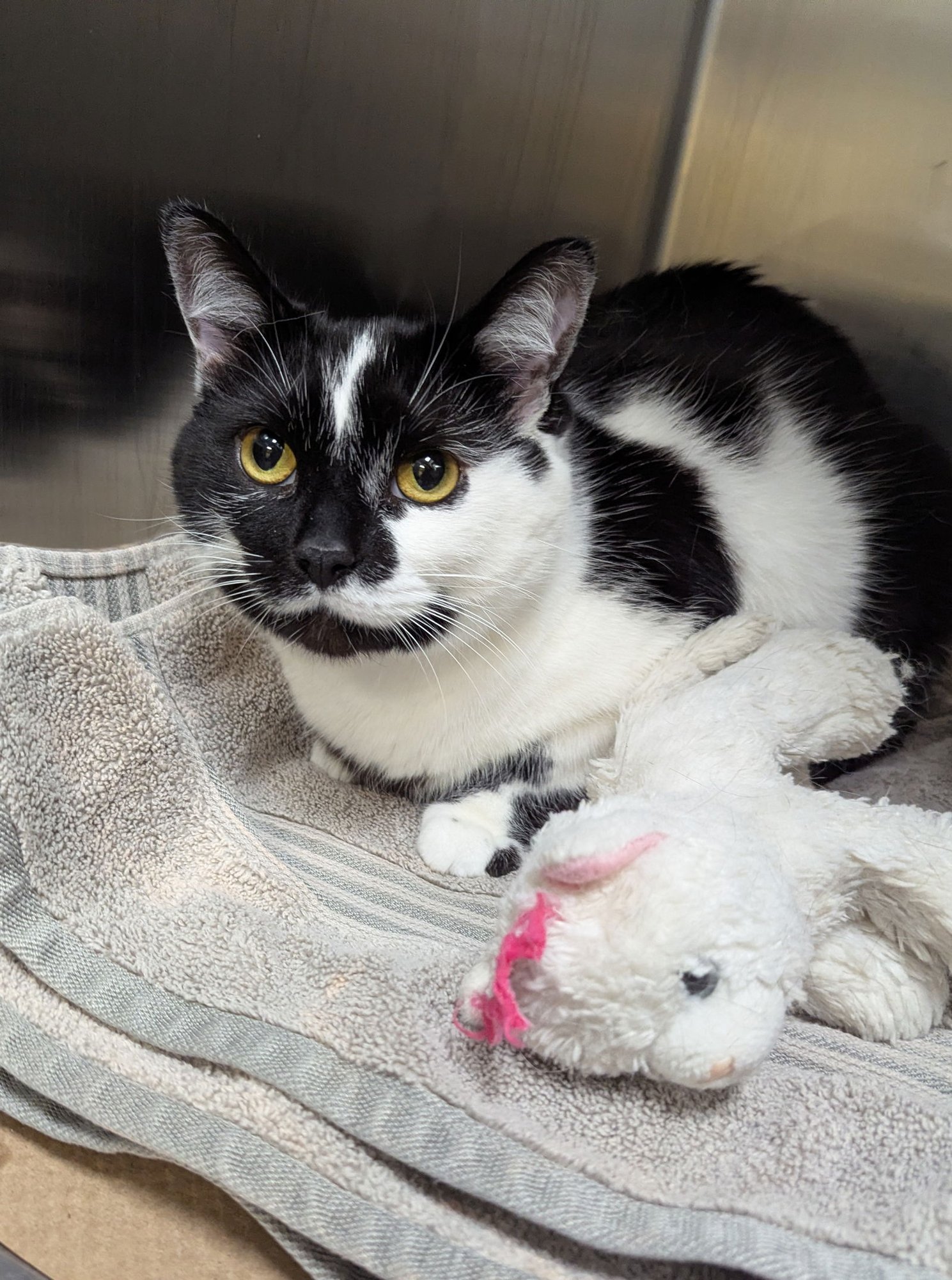 ZANE (TAS #7) - Domestic Short Hair available for adoption