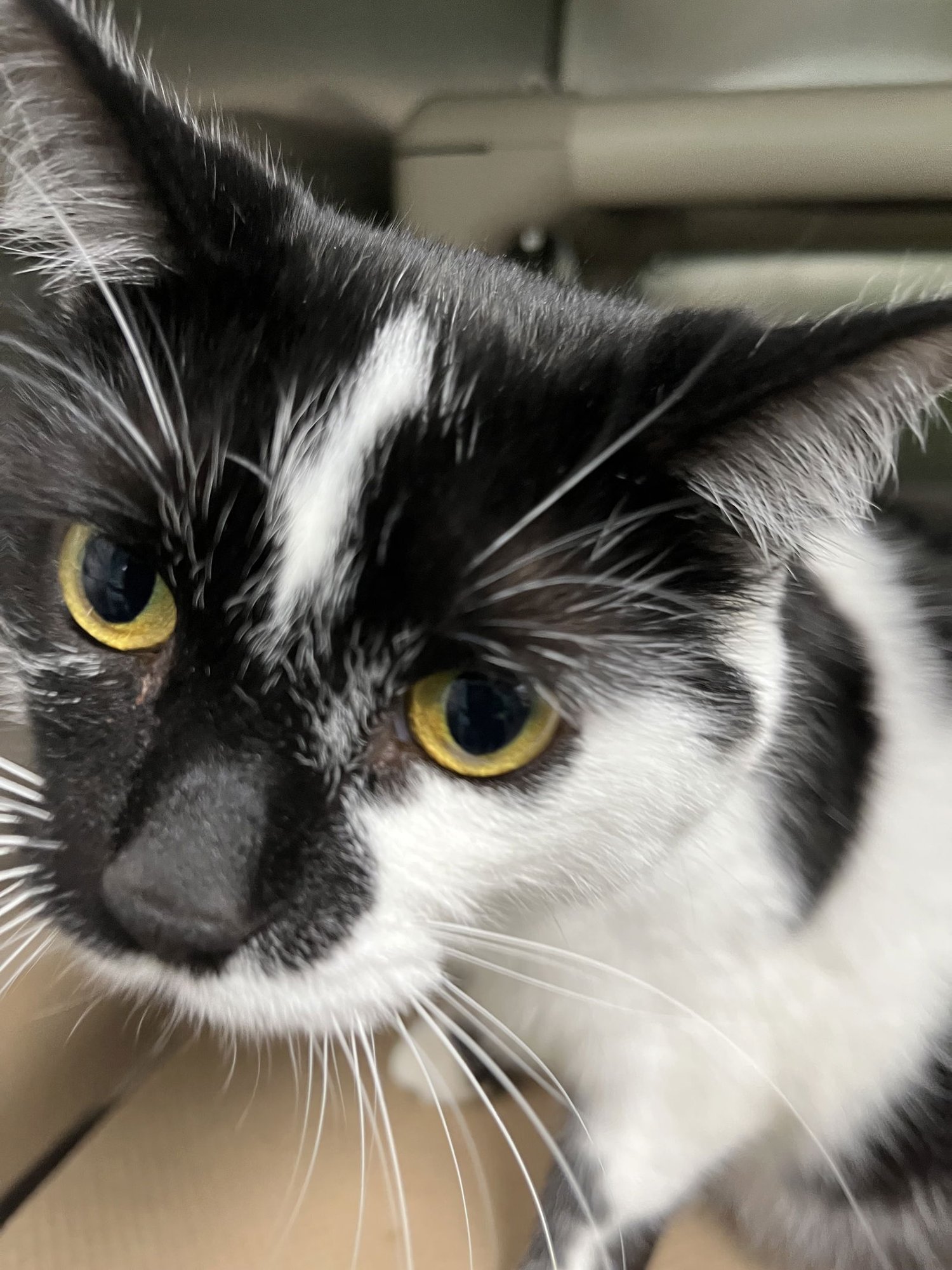 ZANE (TAS #7) - Domestic Short Hair available for adoption