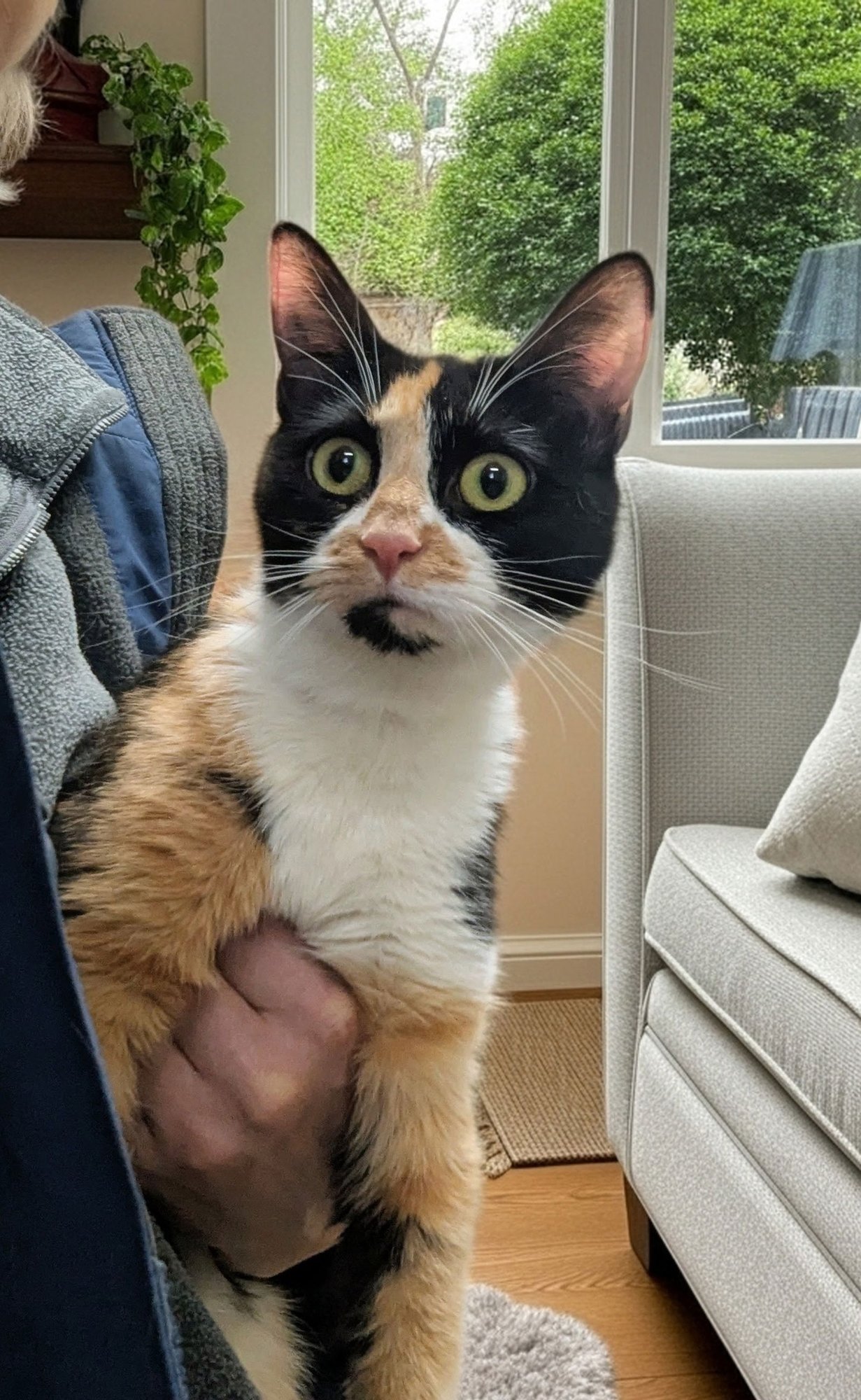 ANISETTE (TAS #1) - Domestic Short Hair available for adoption