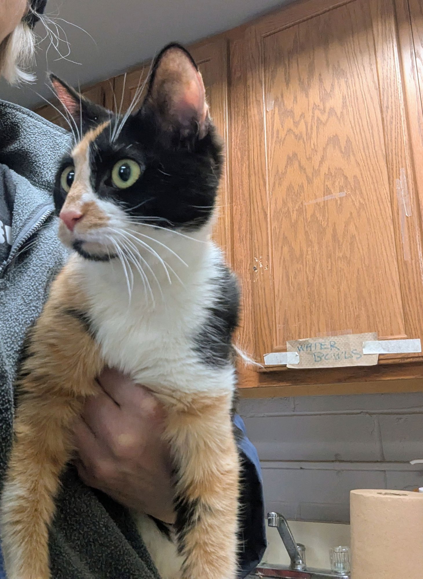 ANISETTE (TAS #1) - Domestic Short Hair available for adoption