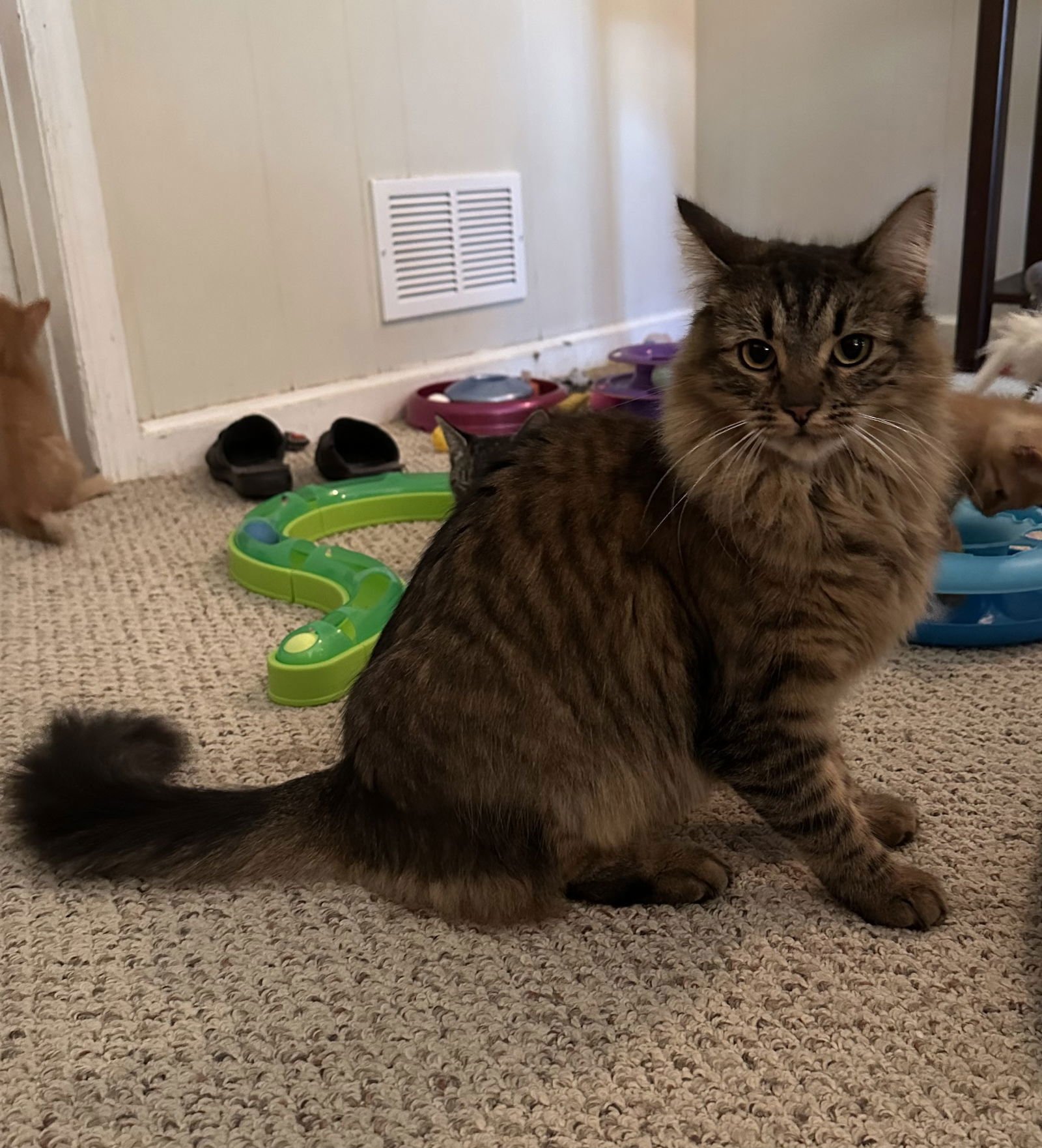 KAMIKO - Domestic Medium Hair available for adoption