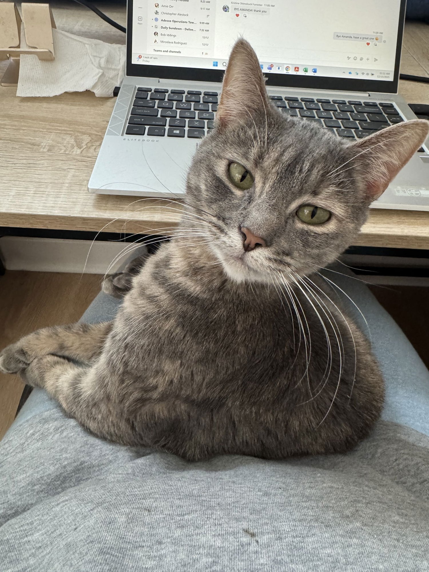 IPOD - Domestic Short Hair available for adoption