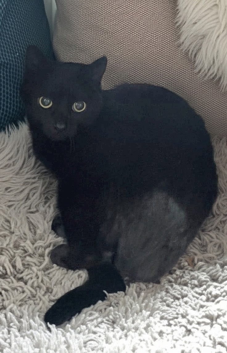 LUCY MAE - Domestic Short Hair available for adoption