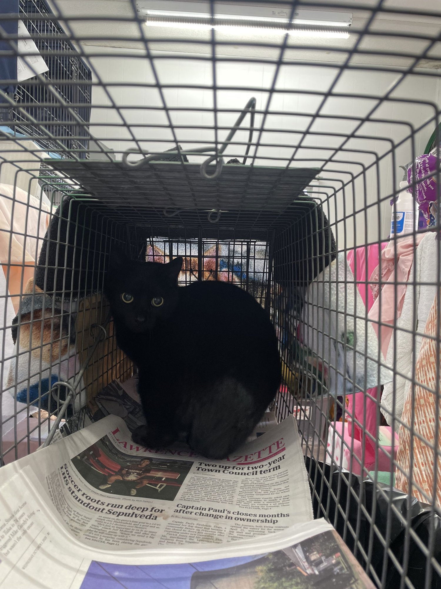 LUCY MAE - Domestic Short Hair available for adoption