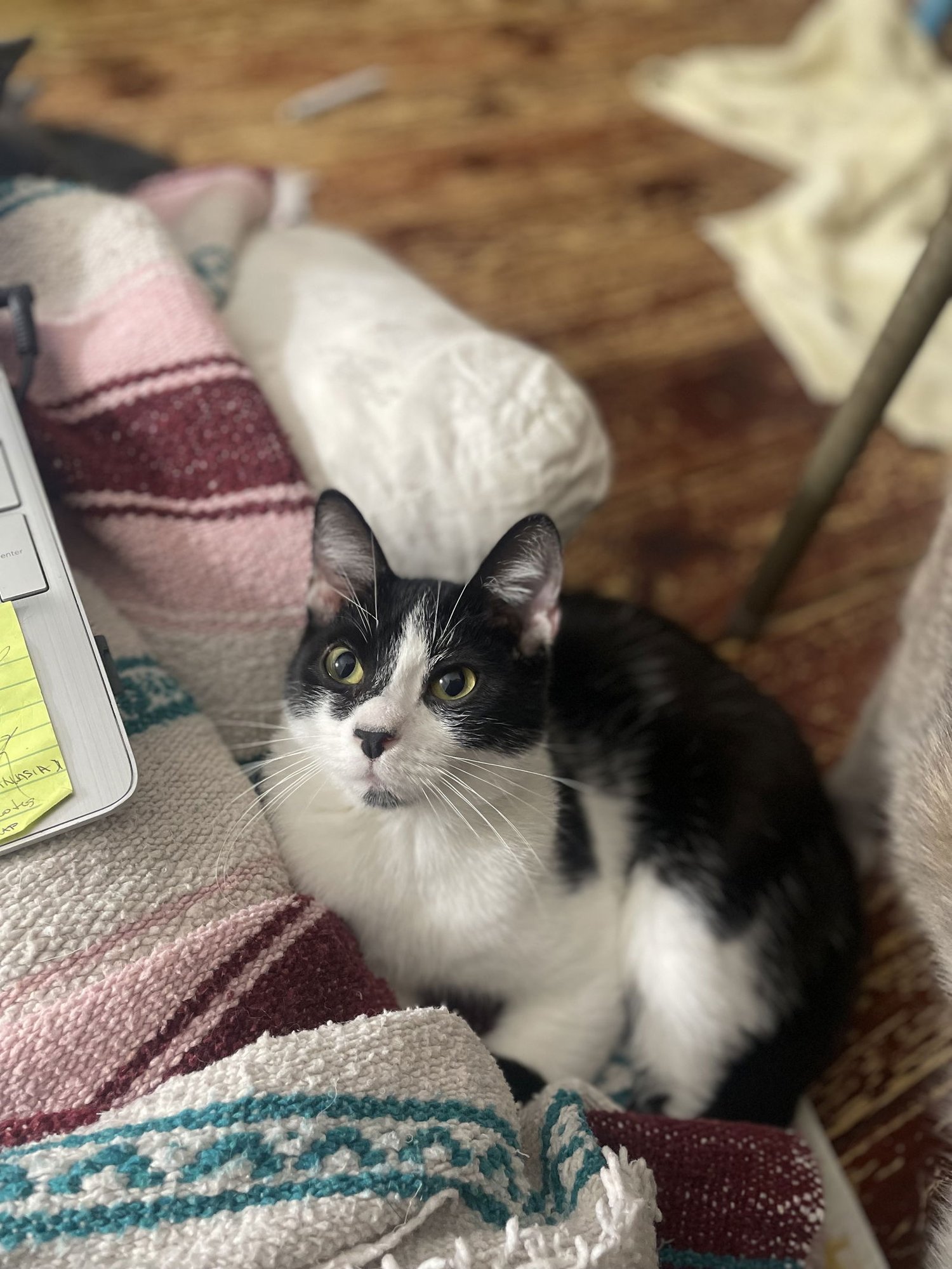 TIBUKA - Domestic Short Hair available for adoption