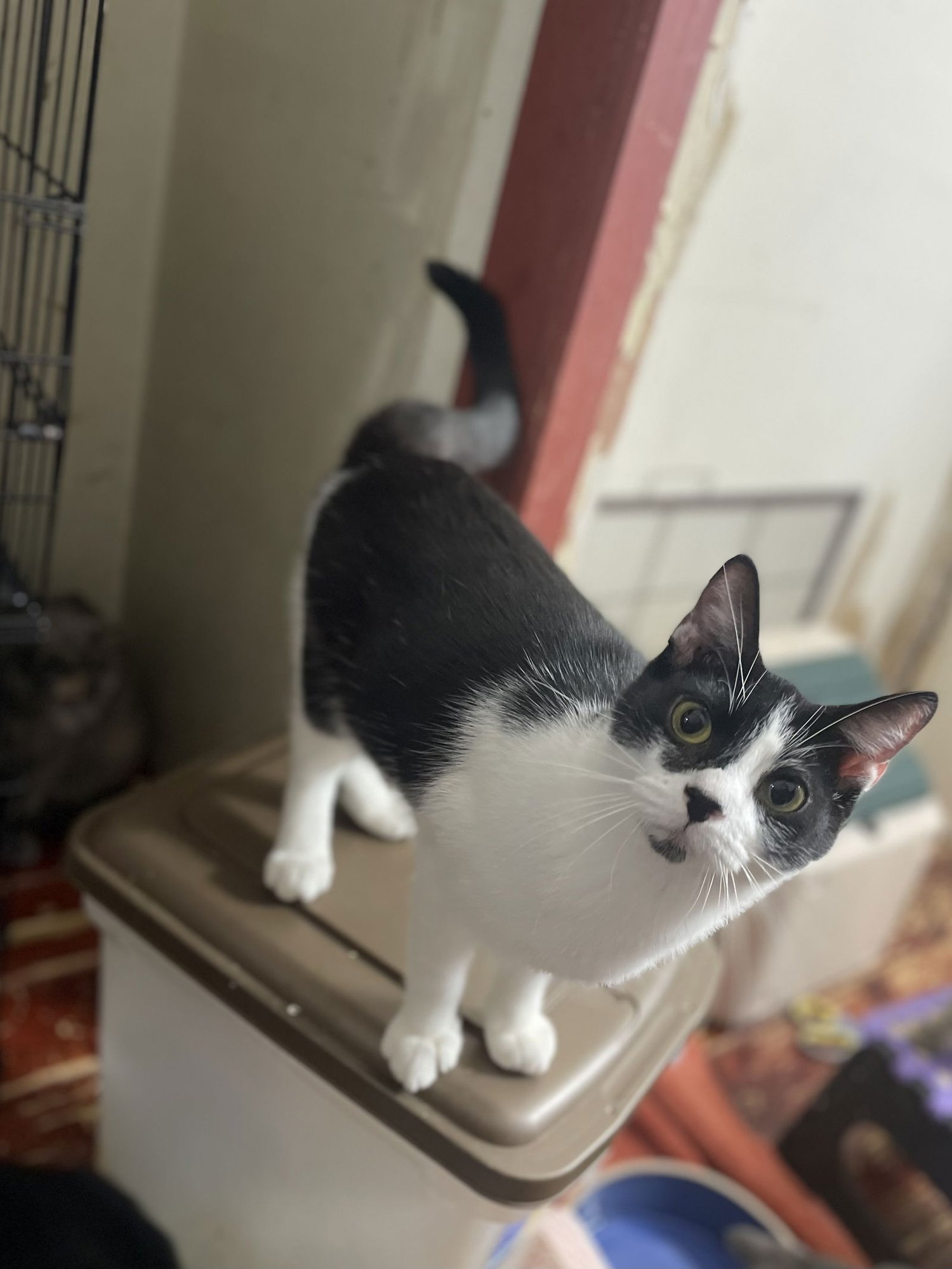 TIBUKA - Domestic Short Hair available for adoption