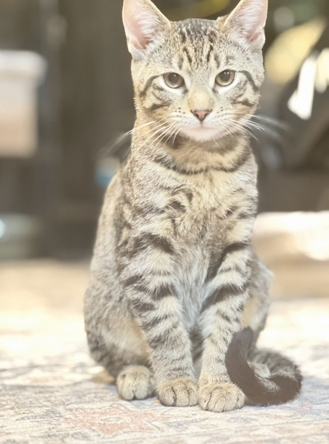LINUX - Domestic Short Hair / Tabby available for adoption