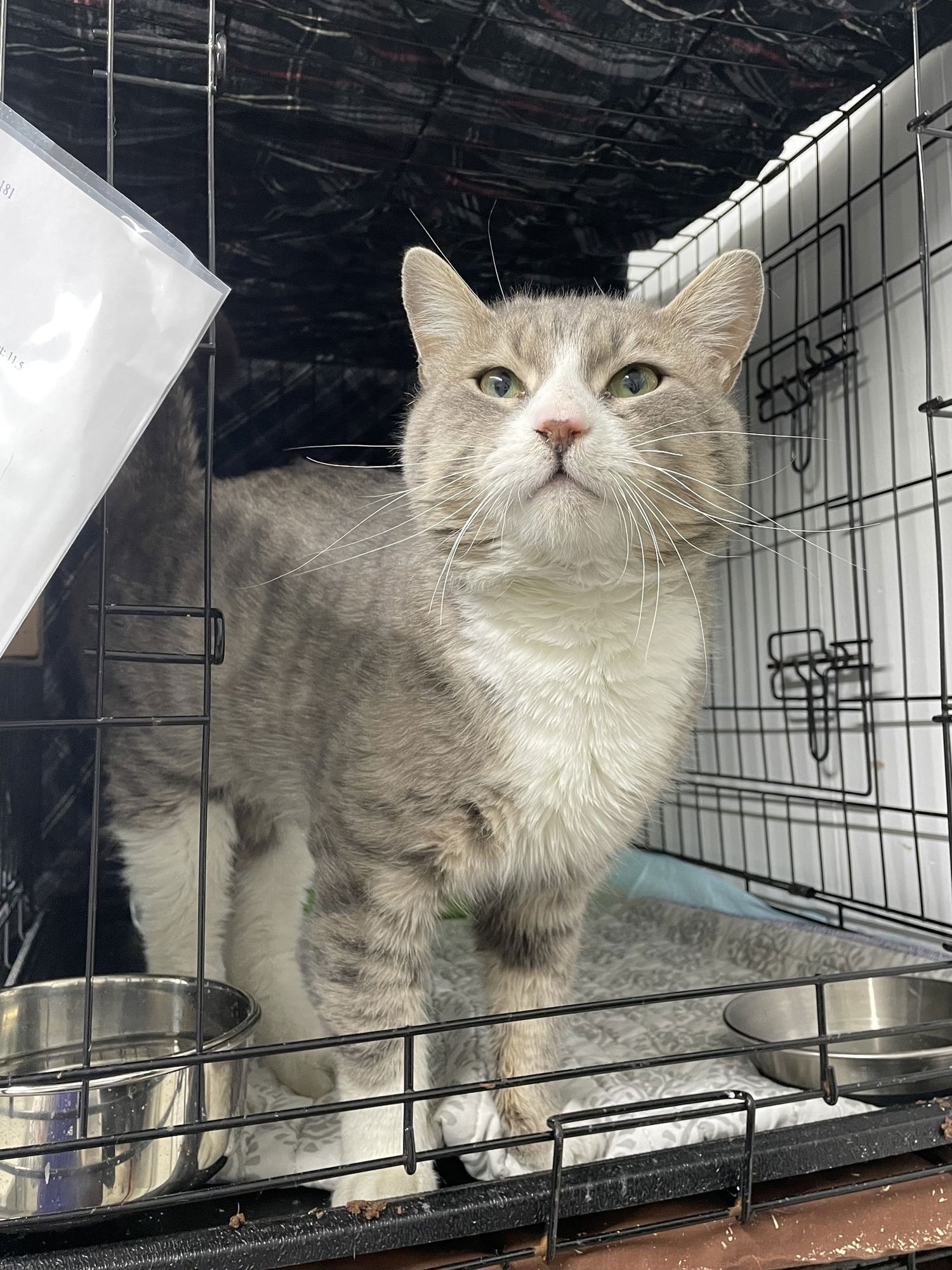 RUGER - Domestic Short Hair available for adoption