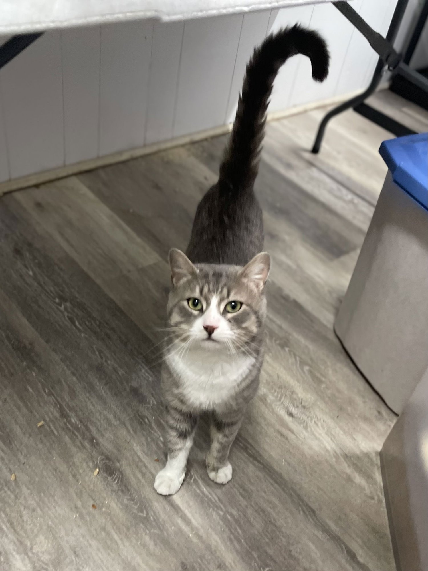 RUGER - Domestic Short Hair available for adoption