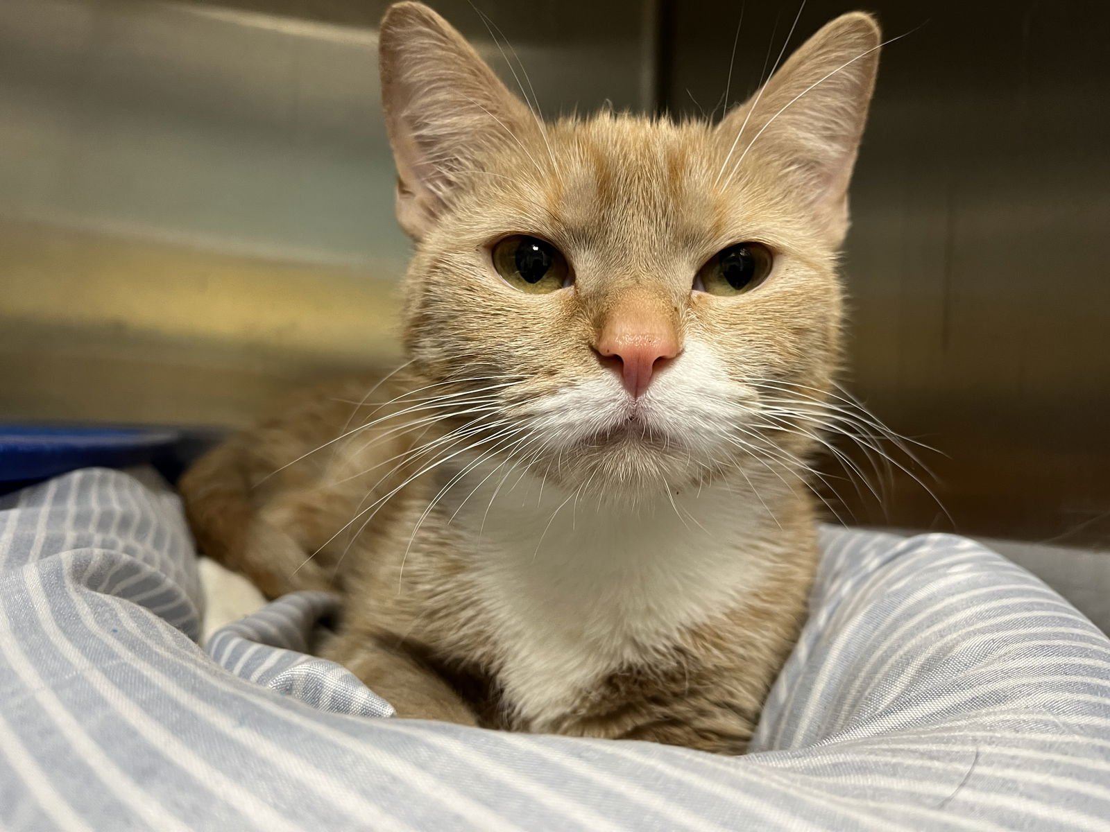 RIZZO (TAS # 12) - Domestic Short Hair available for adoption