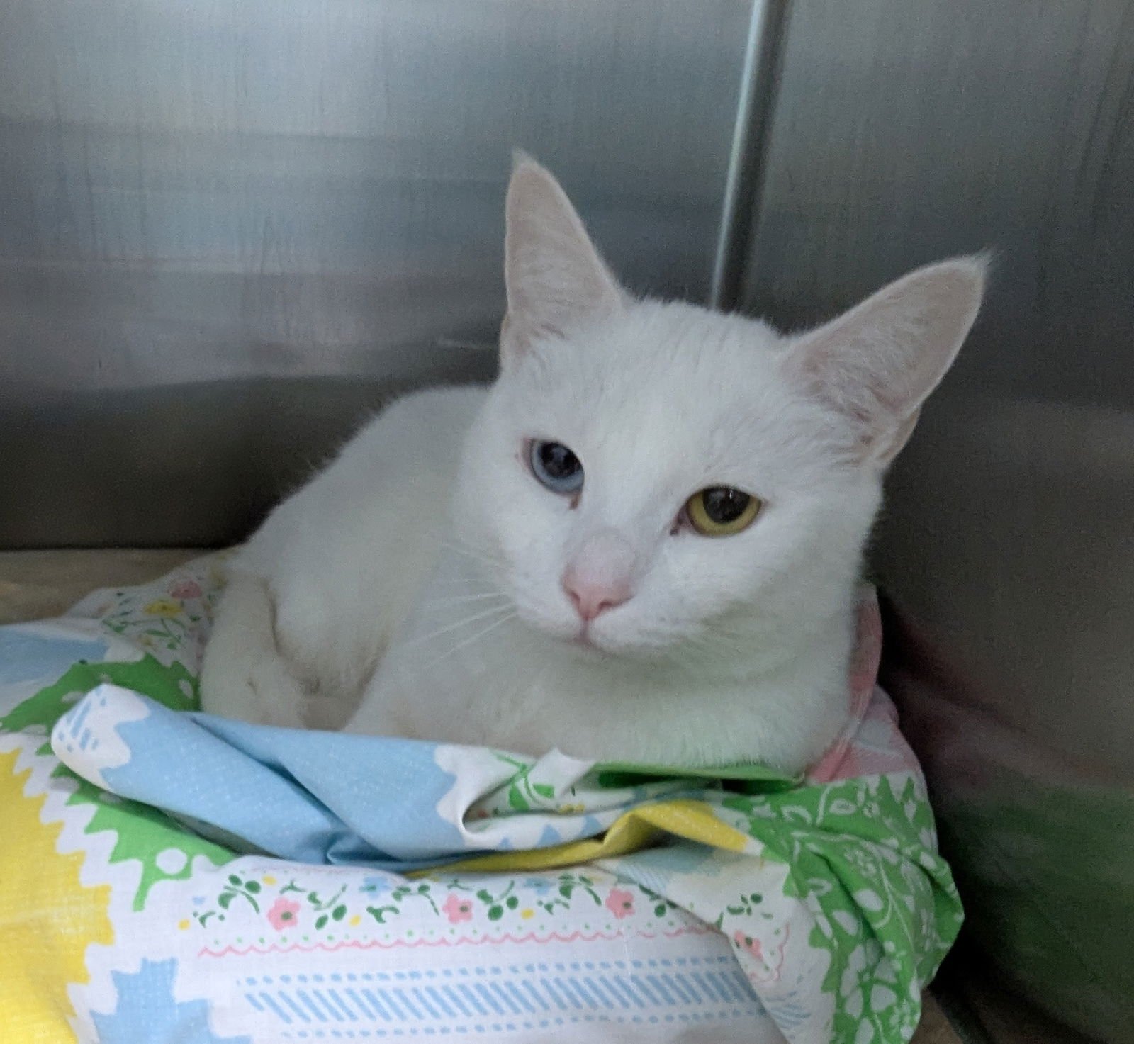 WINTER WEATHER - Domestic Short Hair available for adoption