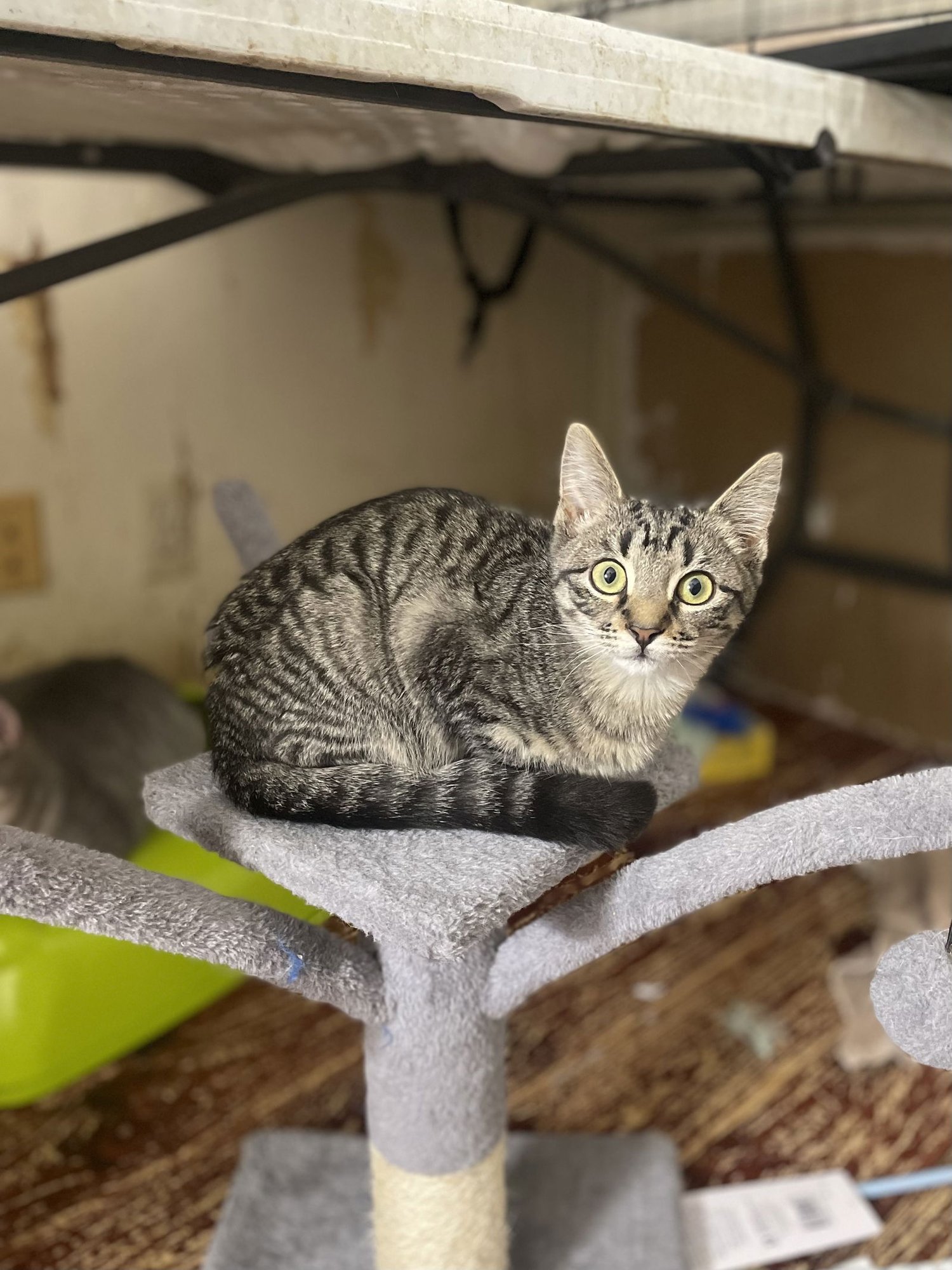 SORAYA - Domestic Short Hair available for adoption