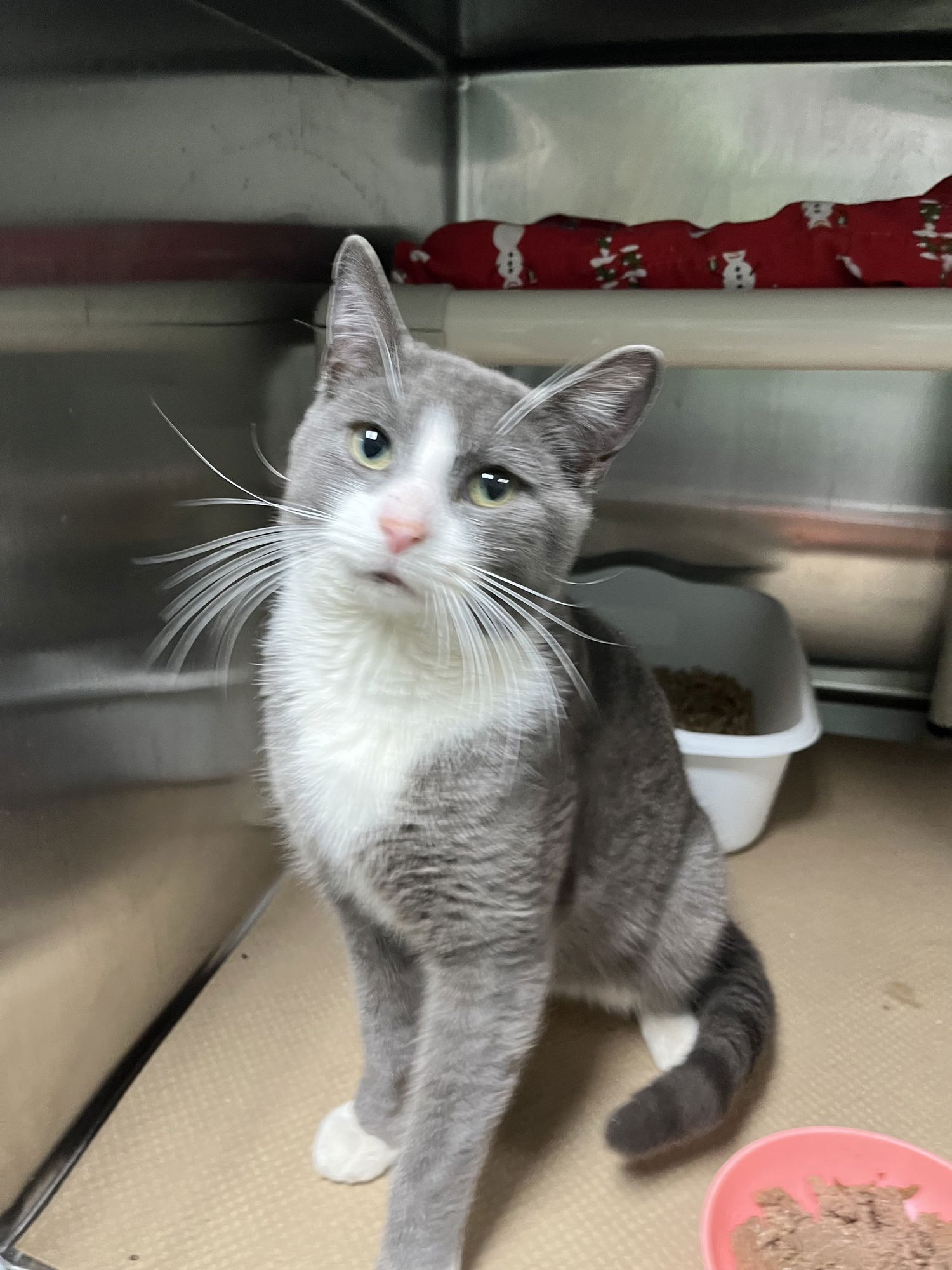 NORBIT (TAS #11) - Domestic Short Hair available for adoption