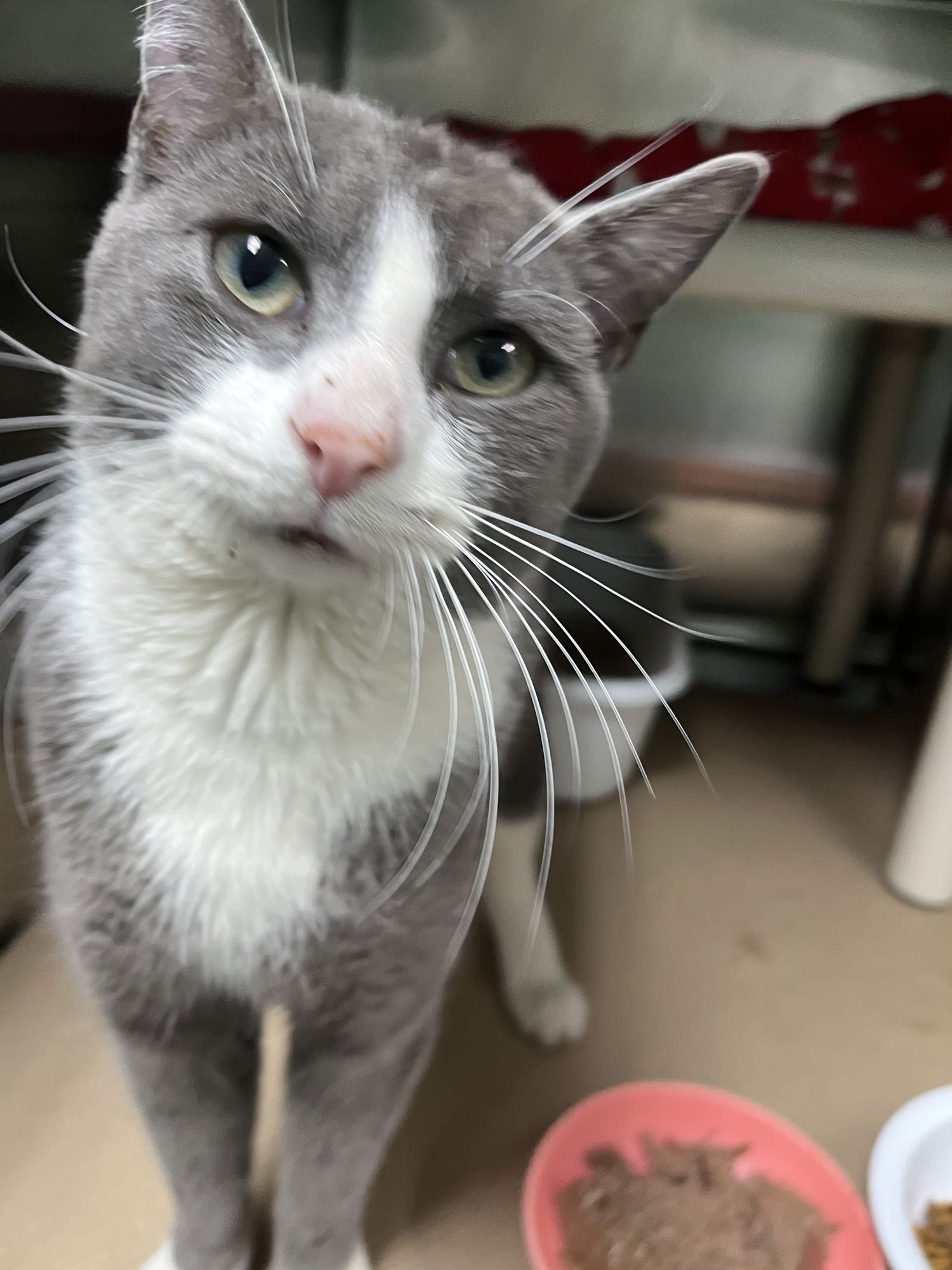 NORBIT (TAS #11) - Domestic Short Hair available for adoption