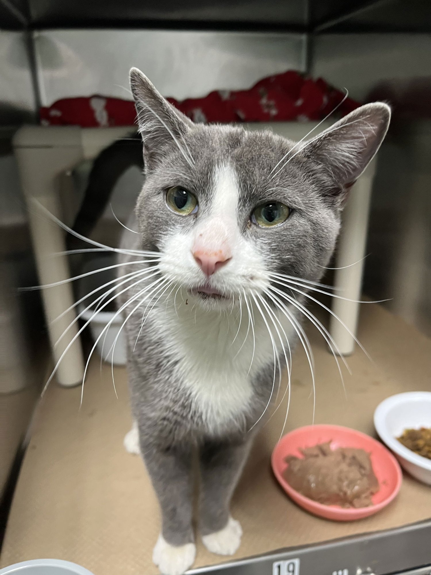 Norbit (TAS #11) - Photo 3